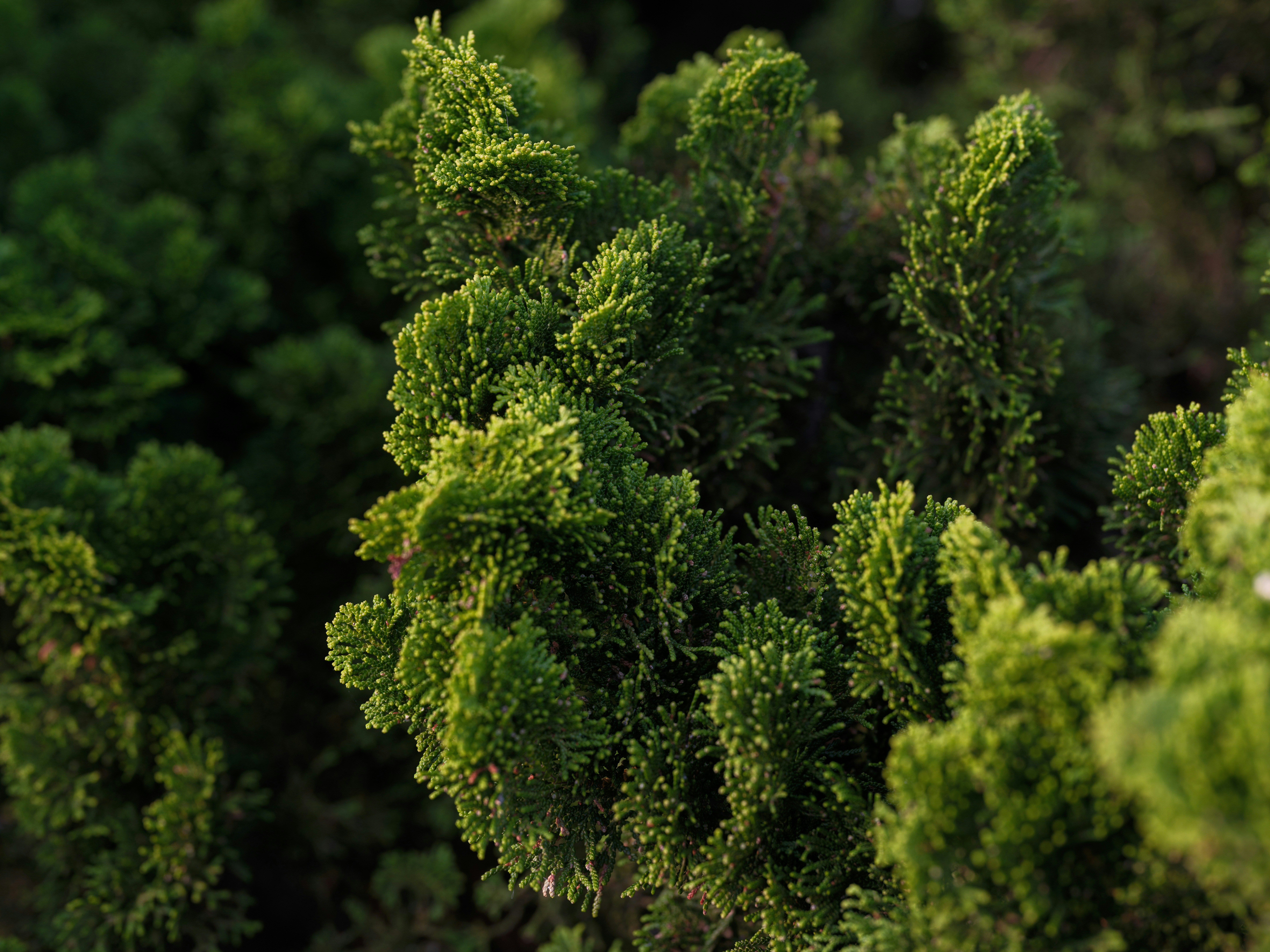 Photo by haberdoedas