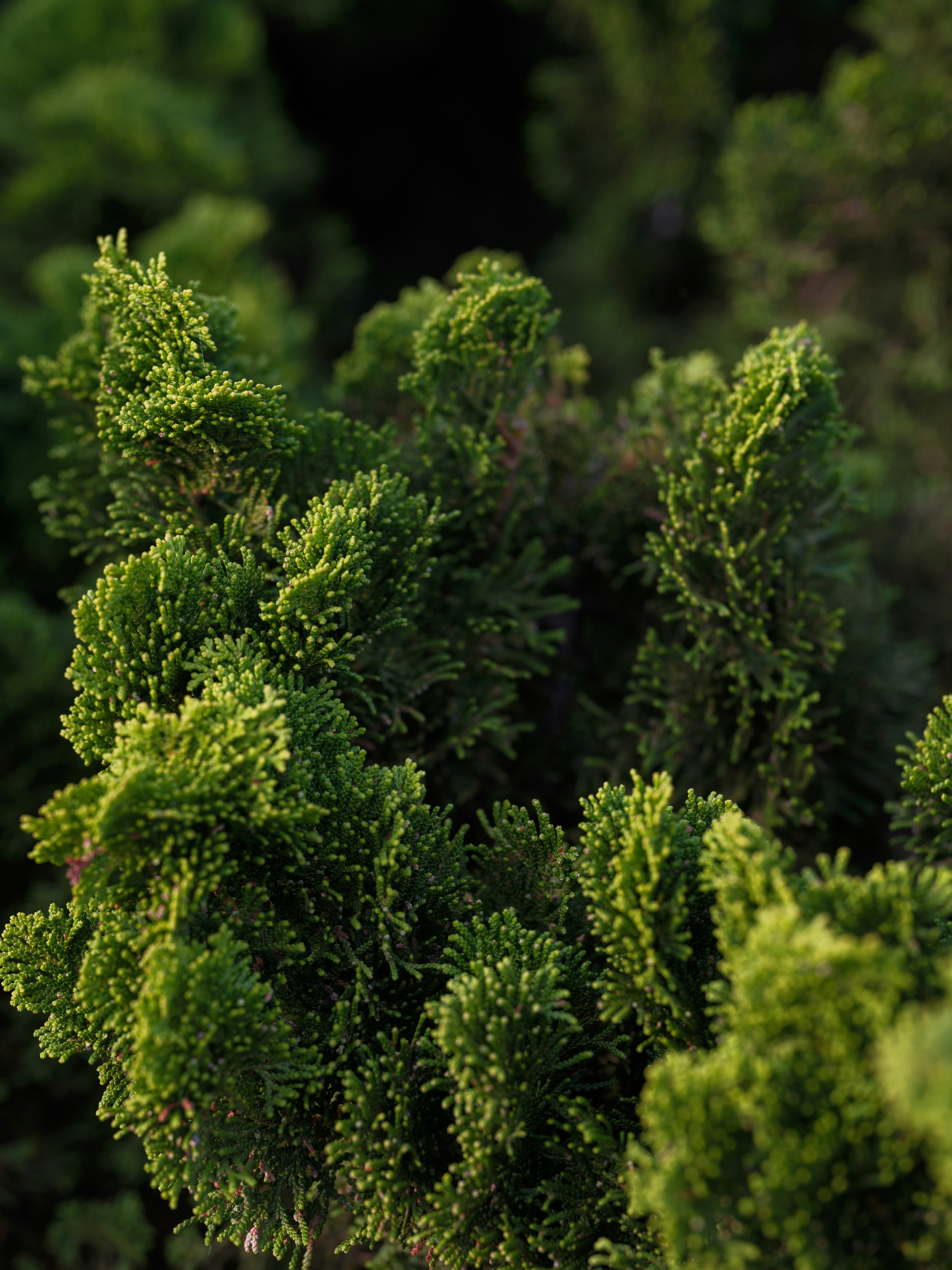 Close-up of green cypress foliage with soft lighting.