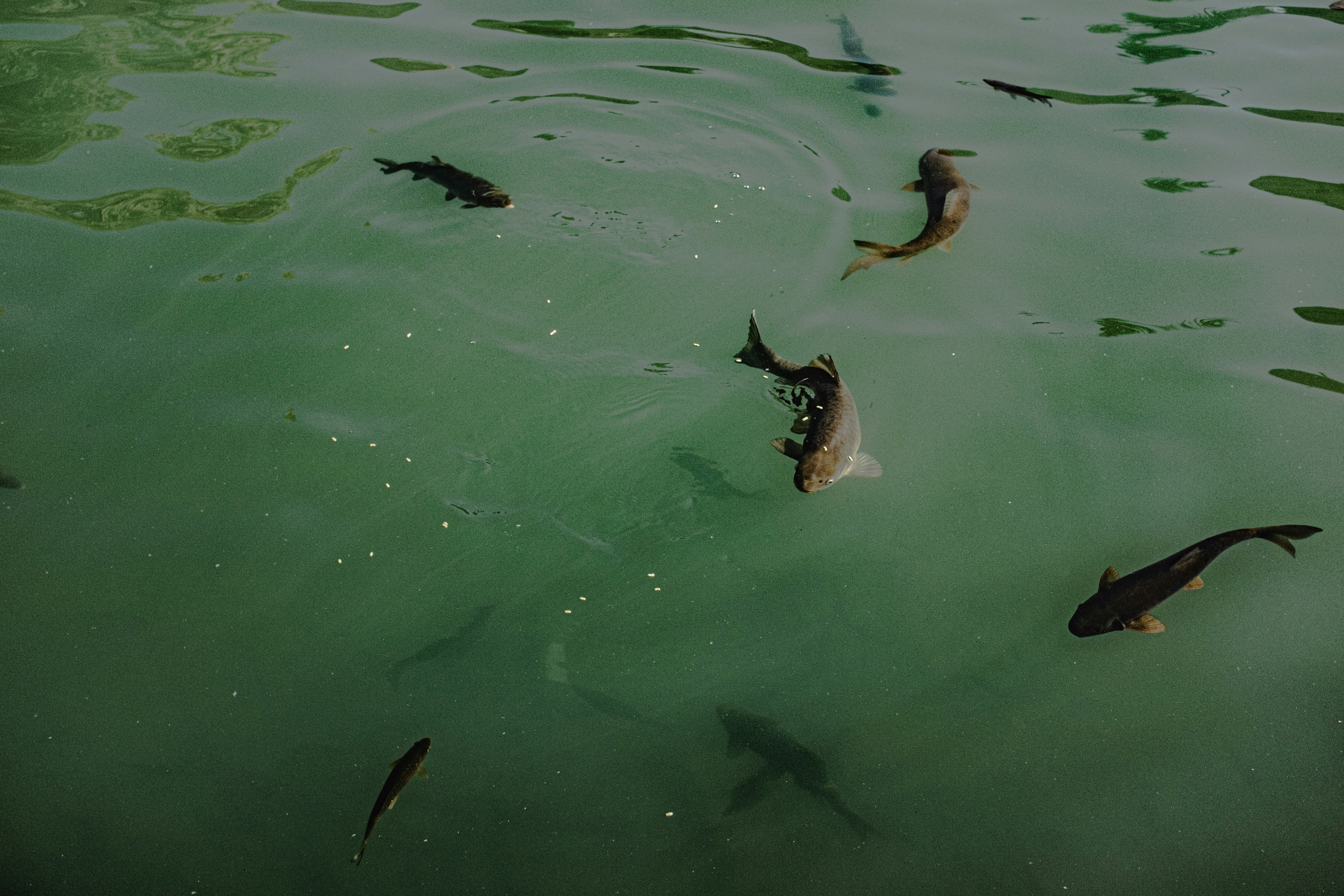 Beberapa ikan berenang di air hijau yang keruh.