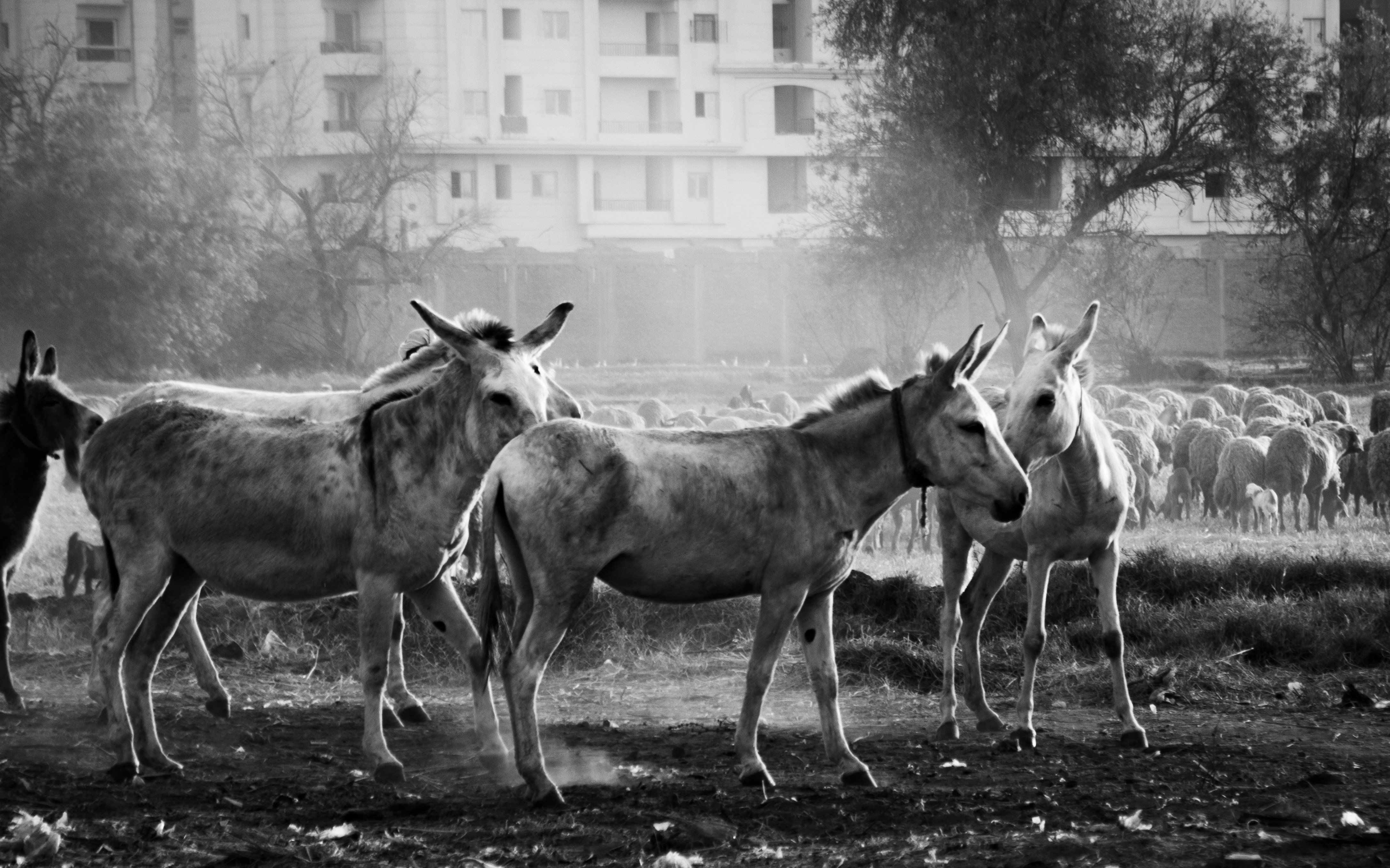 Dangote, OCP, Ma’aden – Middle East war reshuffles the fertiliser market - The Africa Report