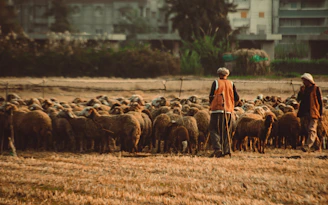 Two shepherds guide a flock of sheep across a field.