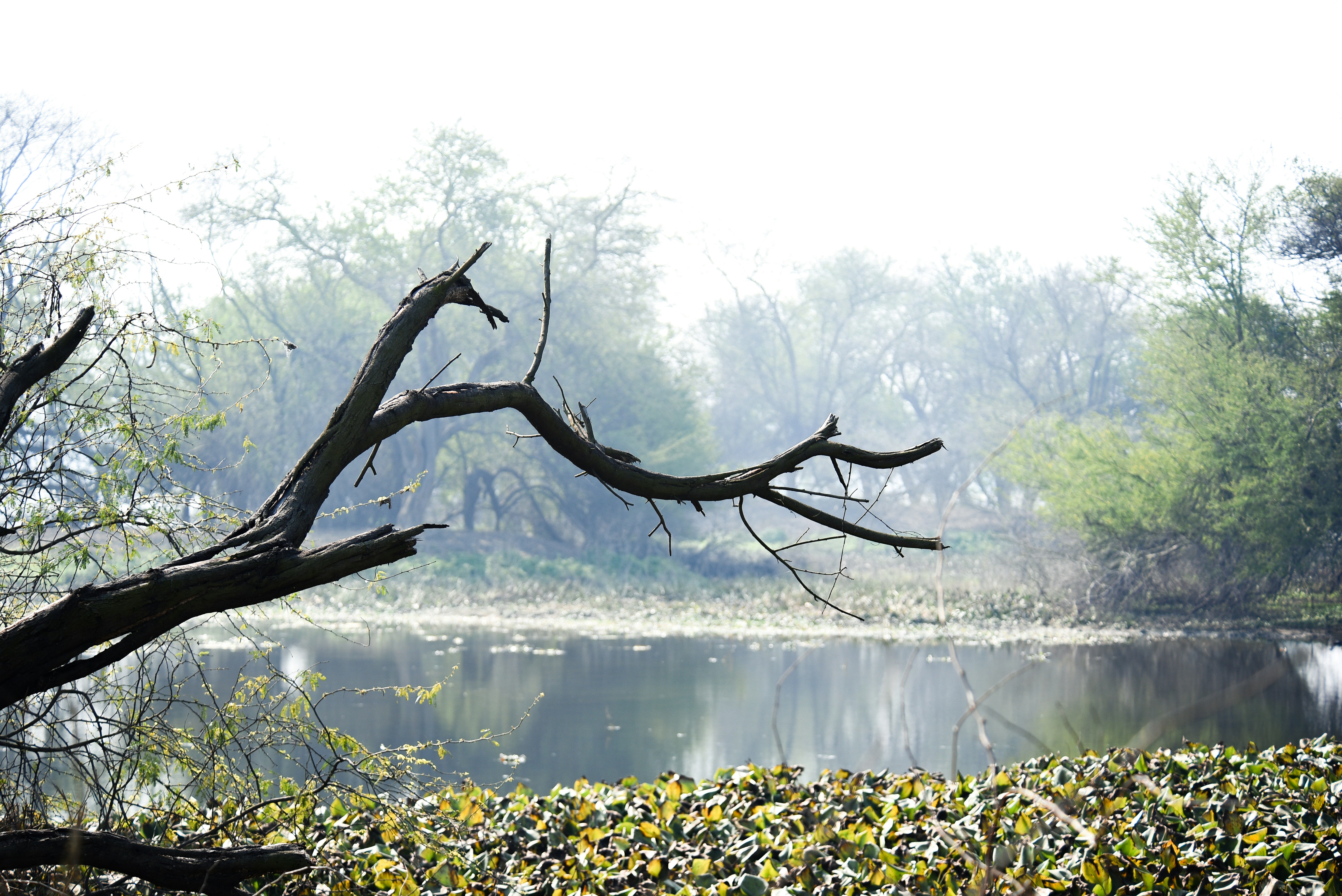 Photo by srivastavankit