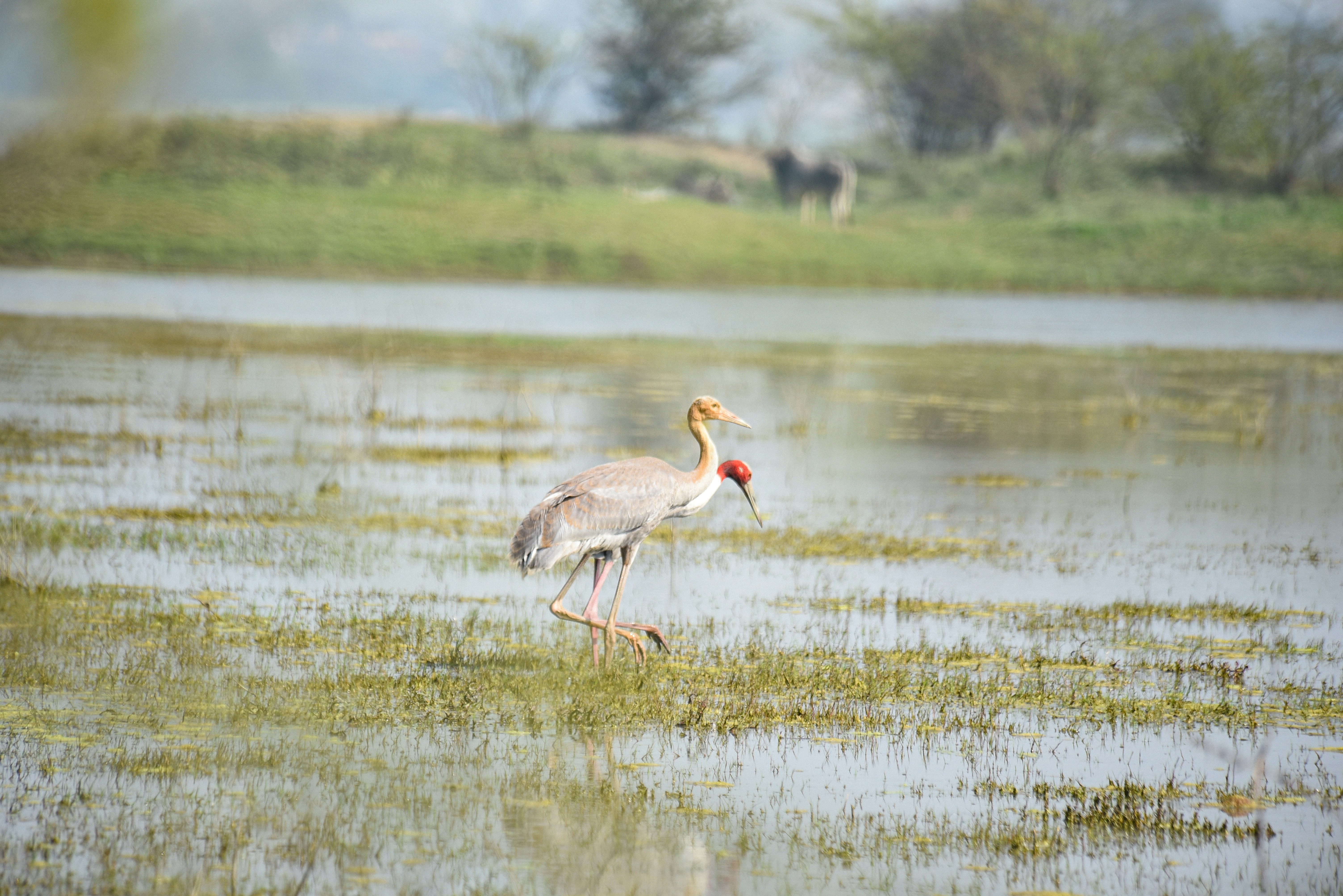 Photo by srivastavankit