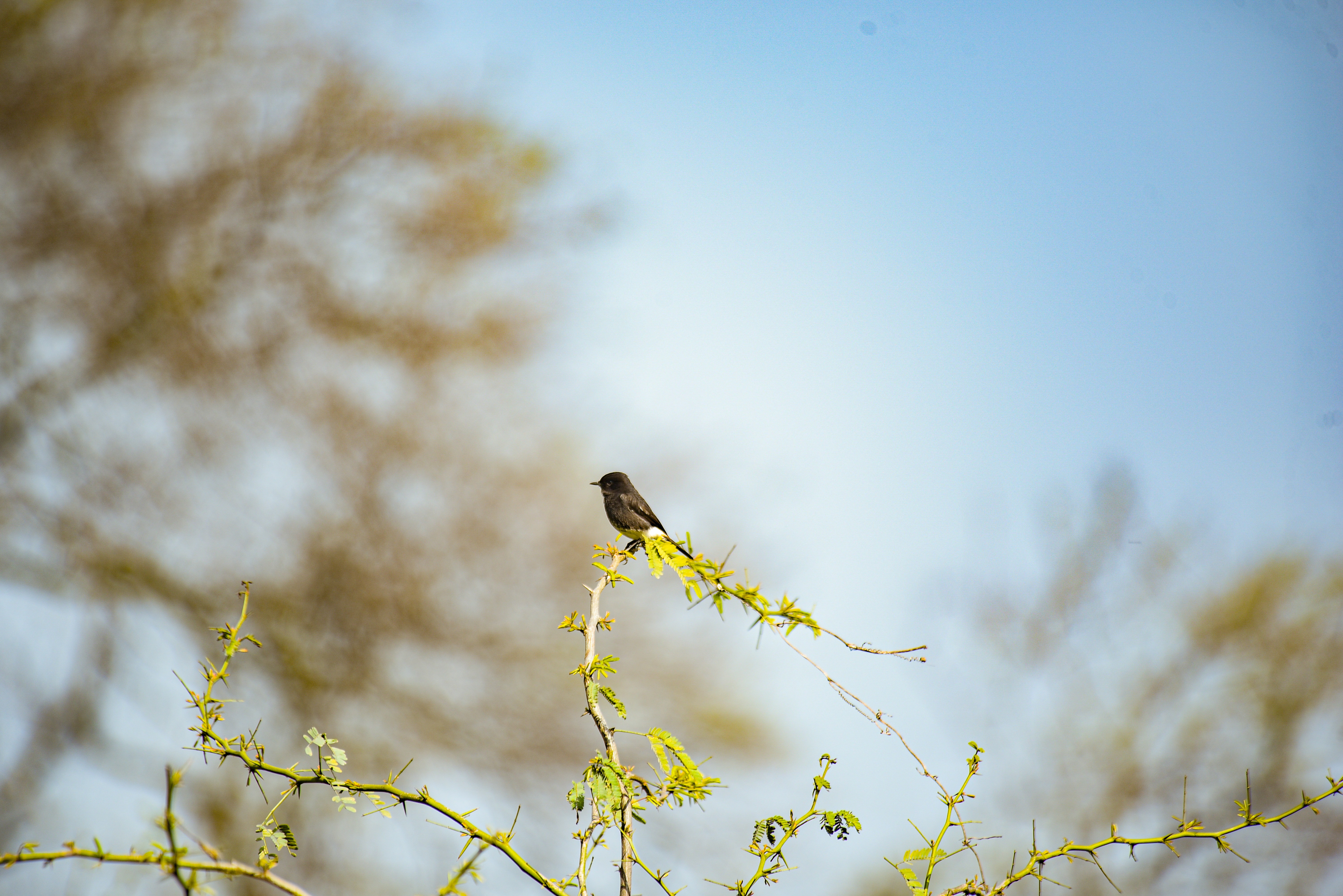 Photo by srivastavankit