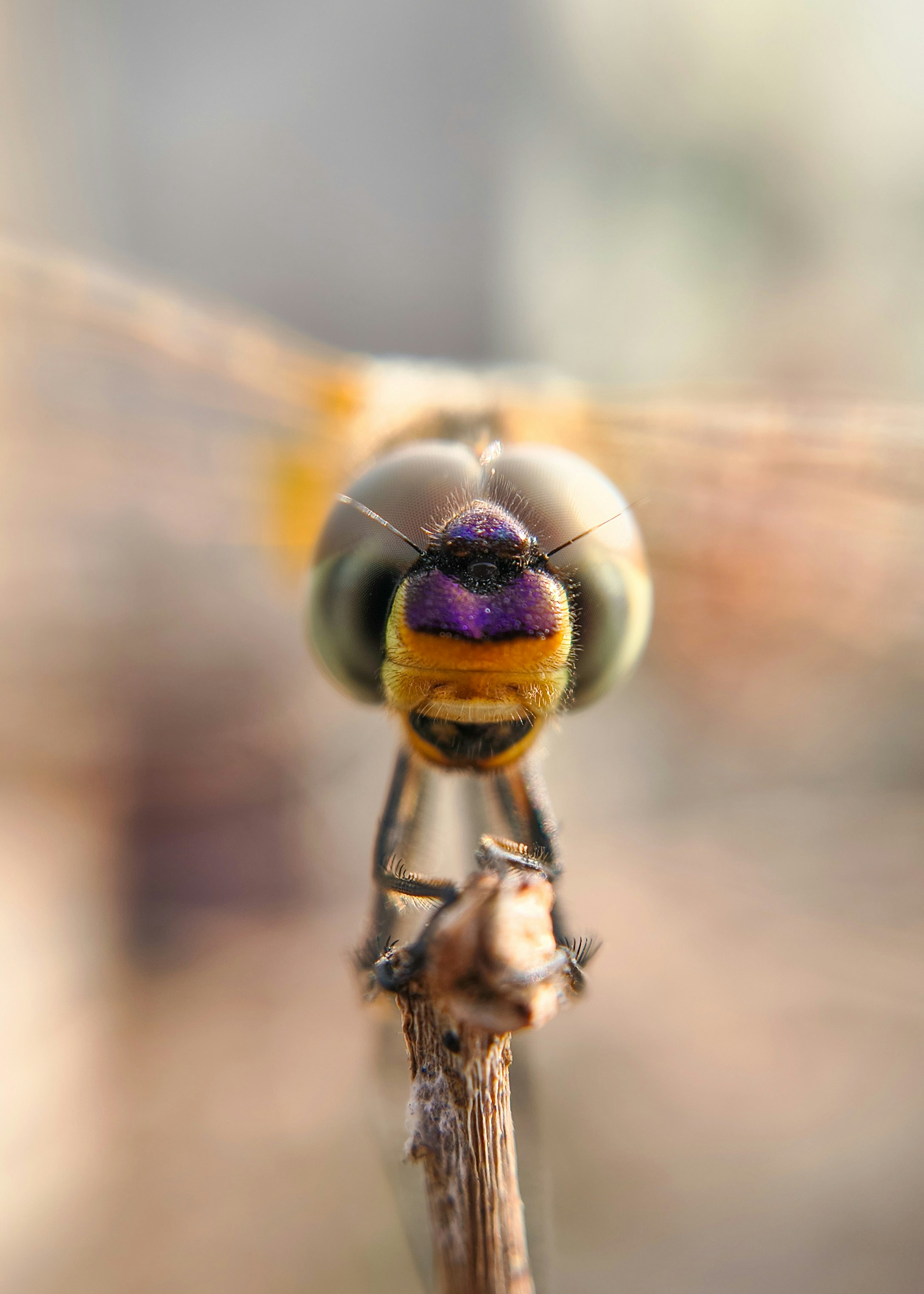 Close-up of a dragonfly with purple markings on its head