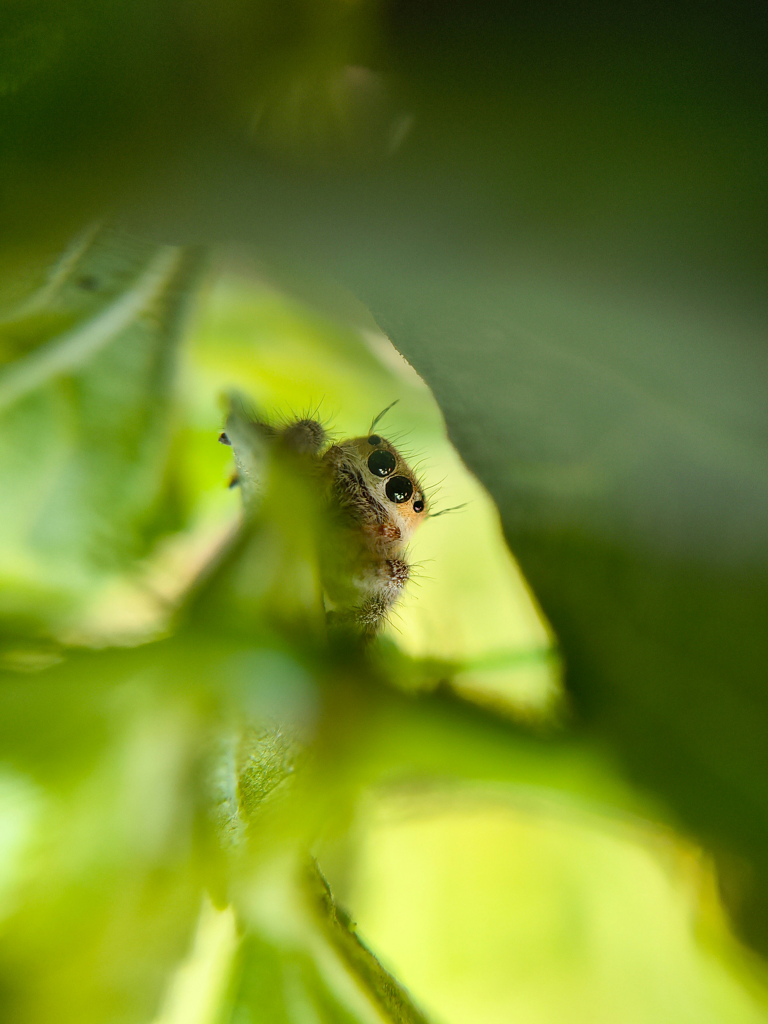 A small jumping spider peeking from green leaves.