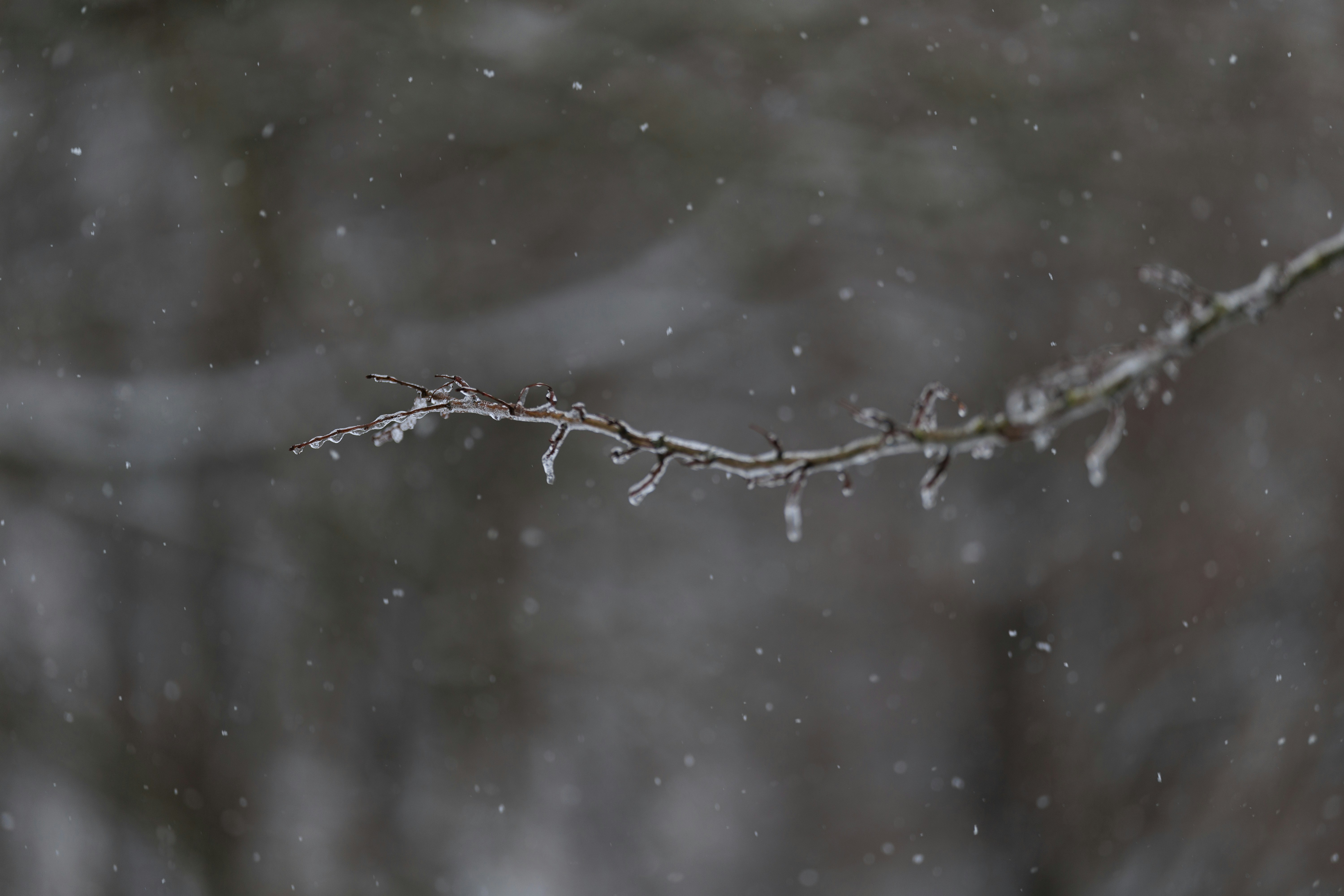 A thin branch covered in ice during a snowfall.