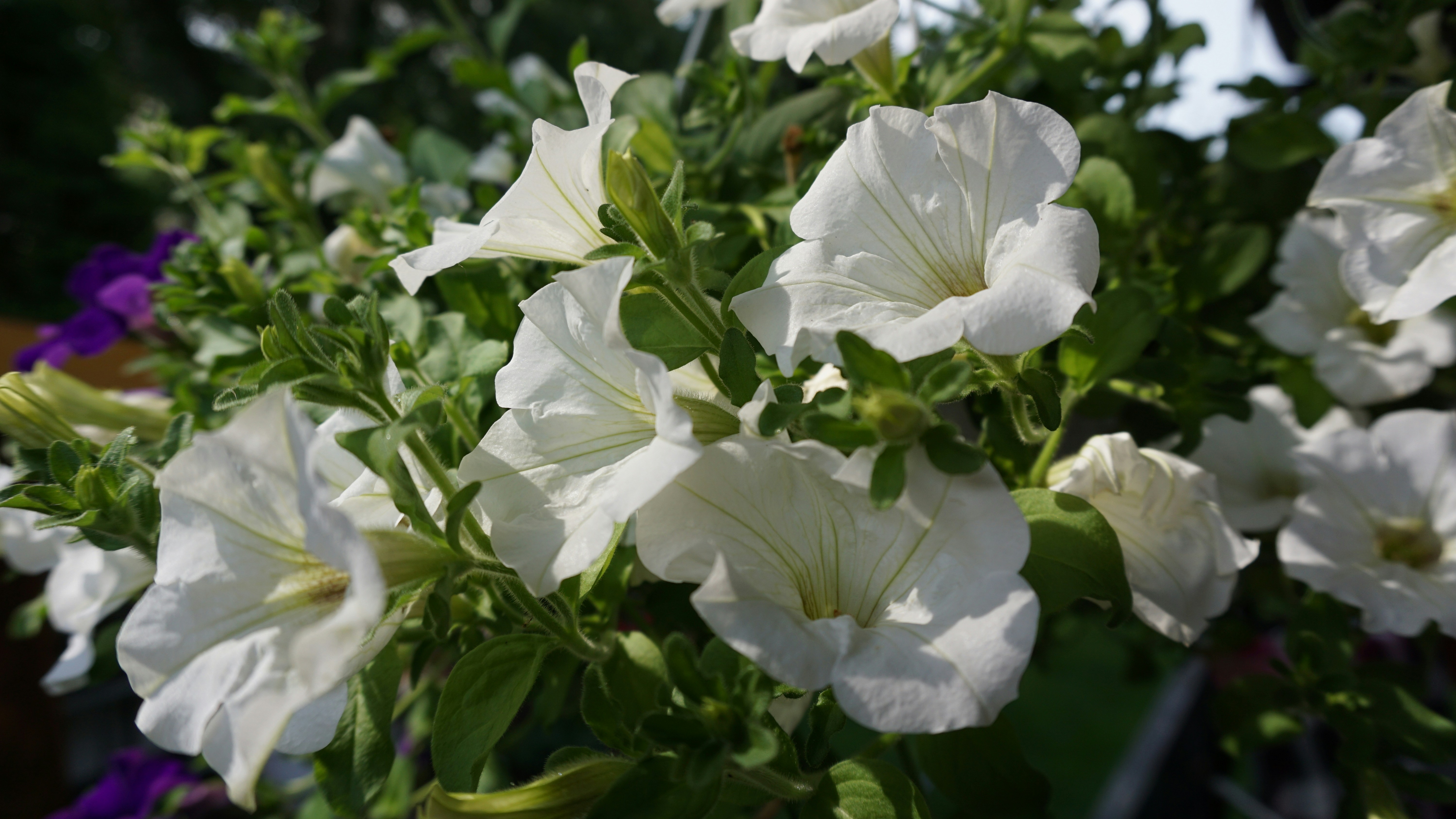 Photo by clickadelic