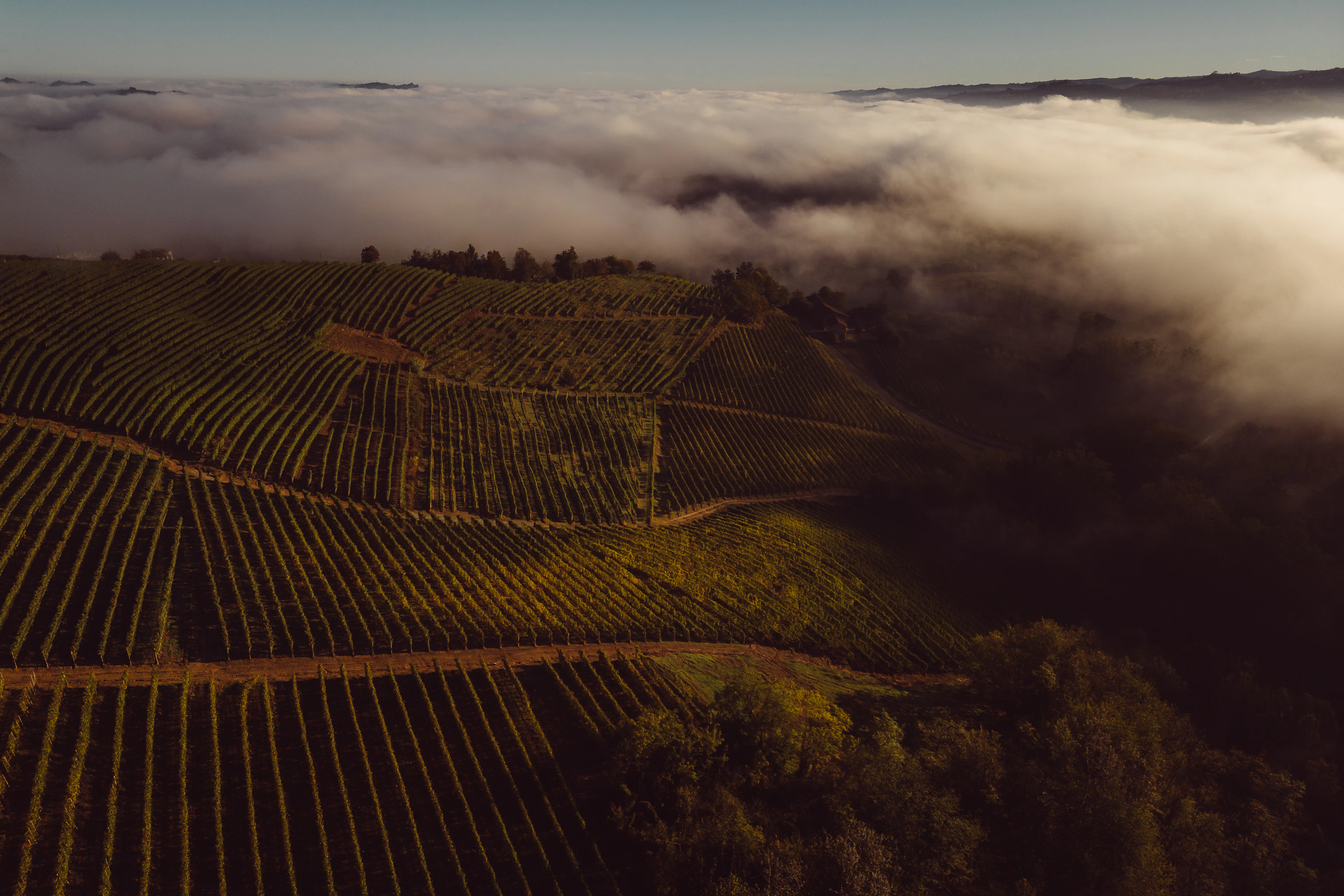 I filari del podere in autunno, con un banco di nebbia sul fondovalle.