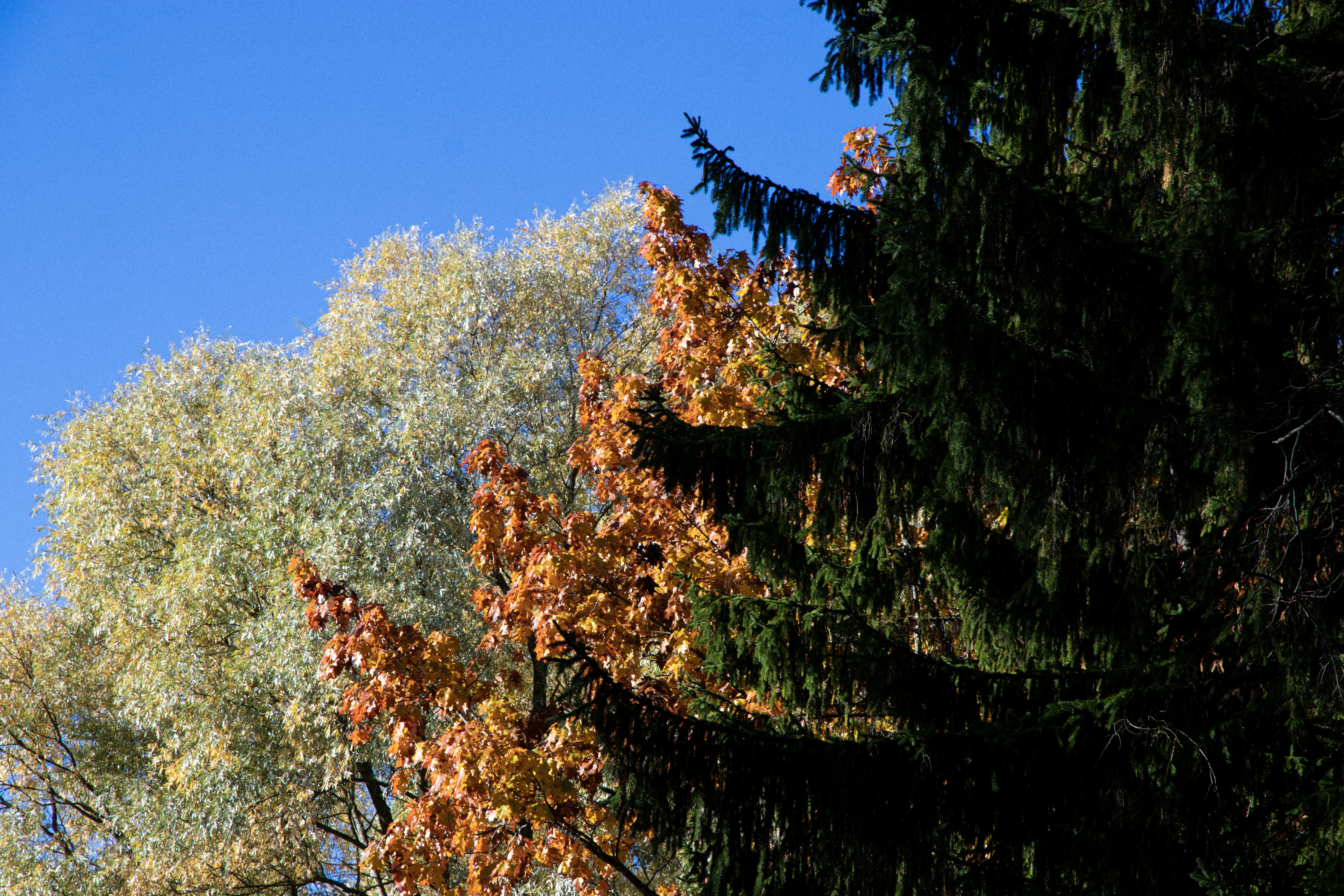 Autumn trees against a clear blue sky