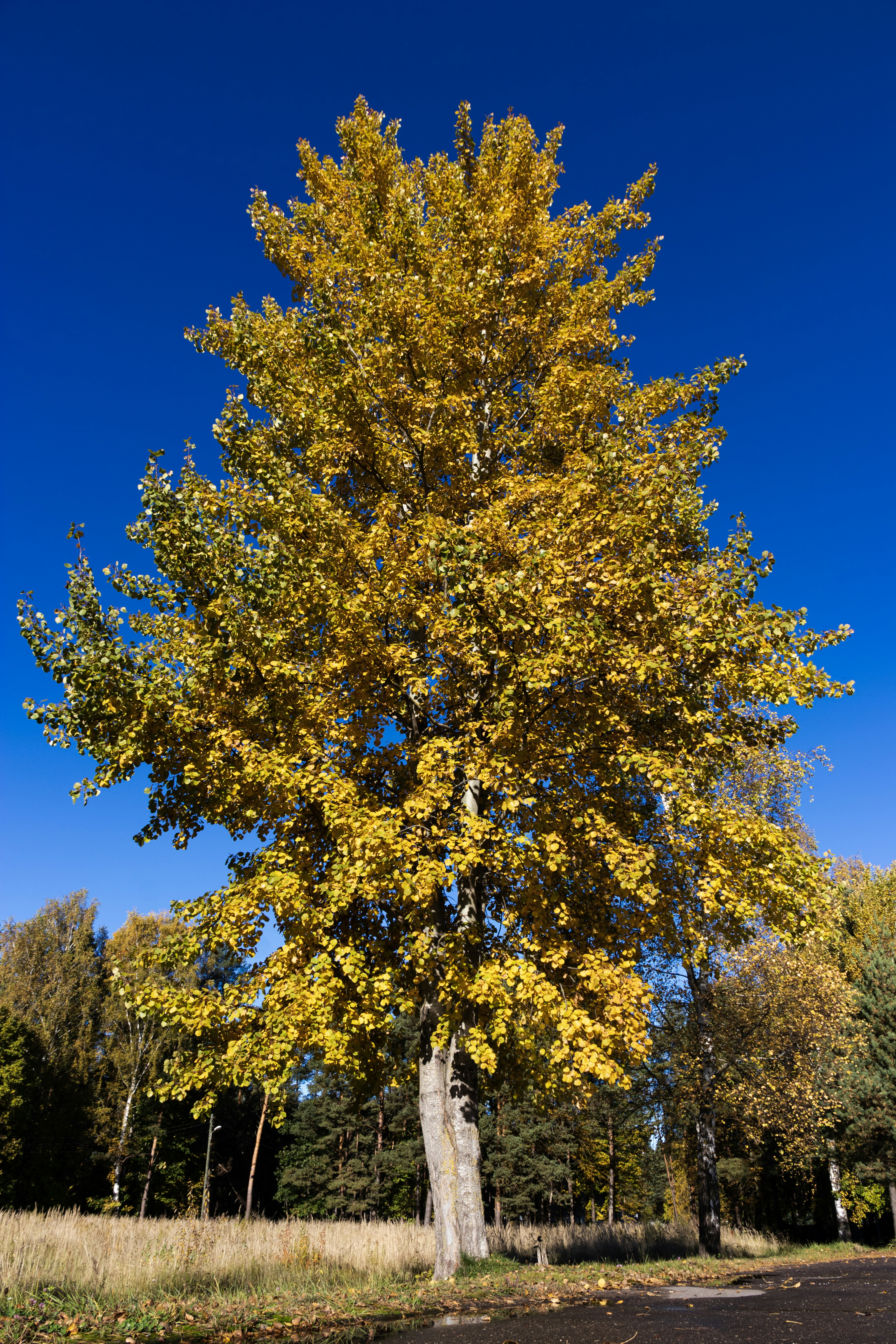 A tall tree with bright yellow autumn leaves.