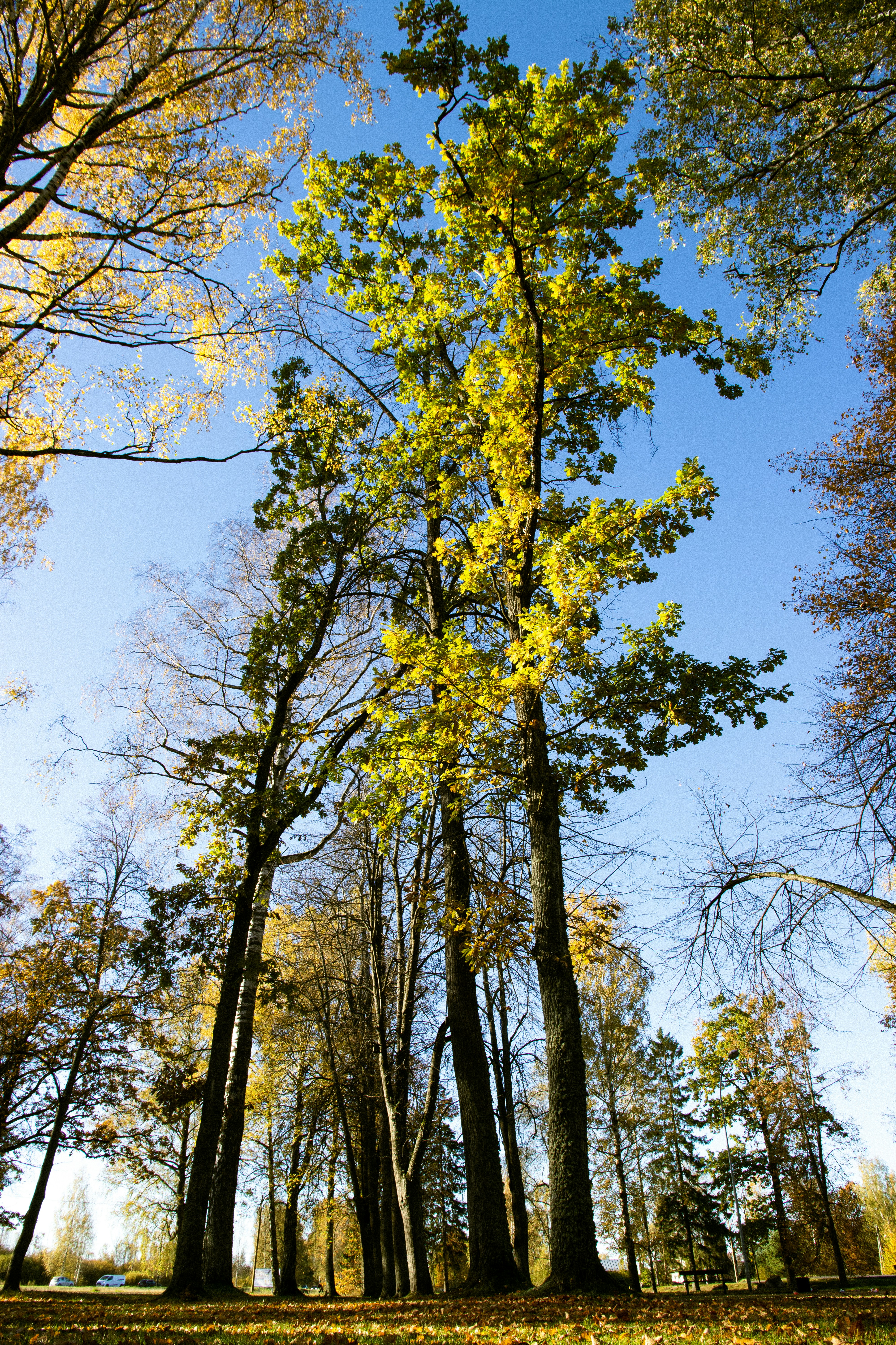 Tall trees with yellowing leaves against blue sky
