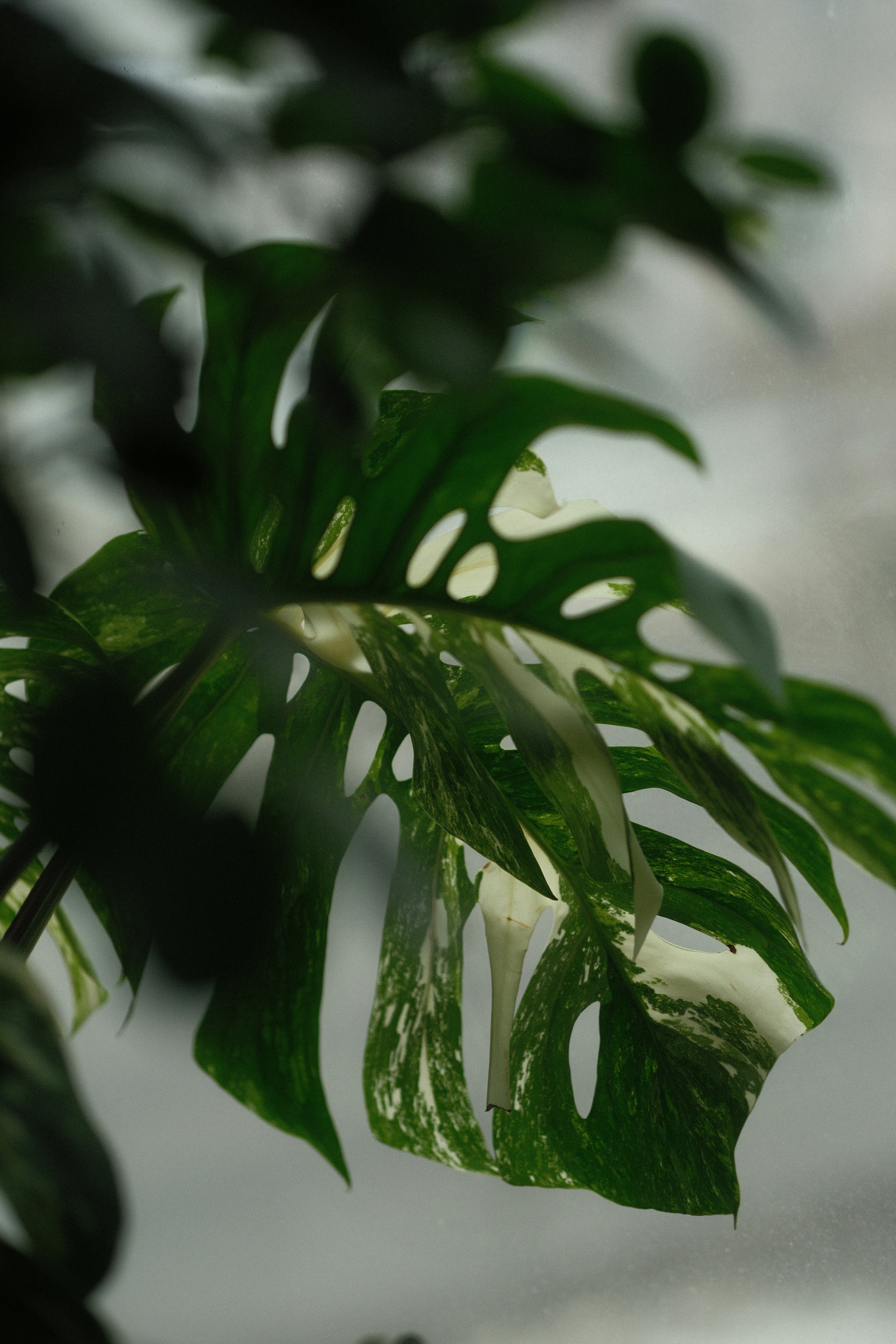 Photo by kolesnykyan