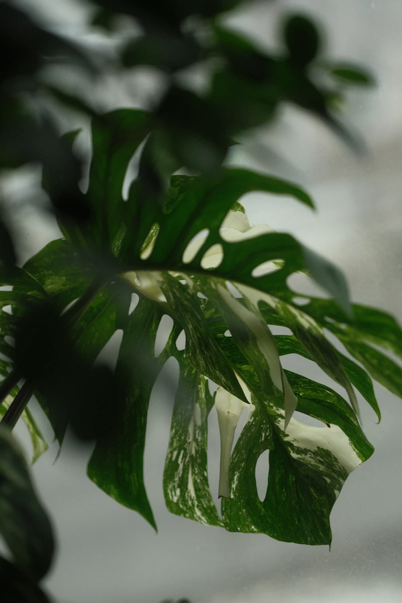 Calcium Deficiency — Deformed New Leaves