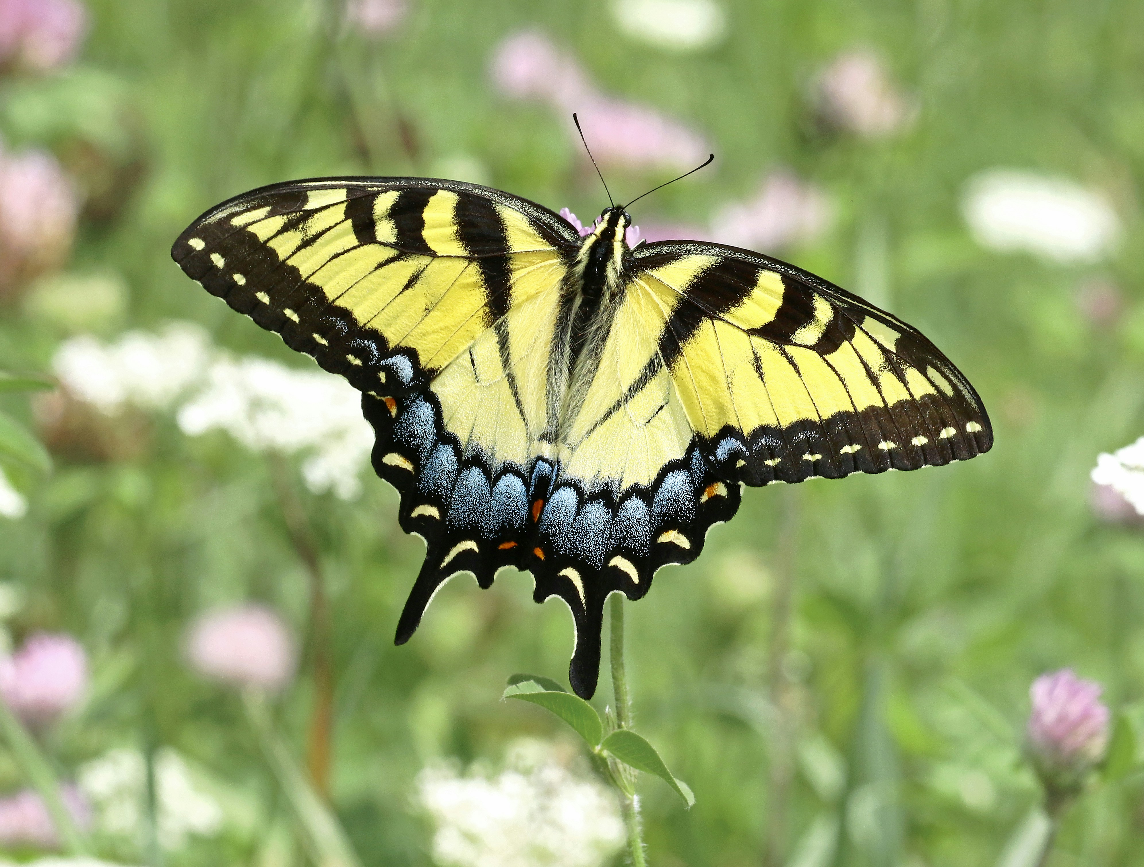 Photo by telliottmbamsc