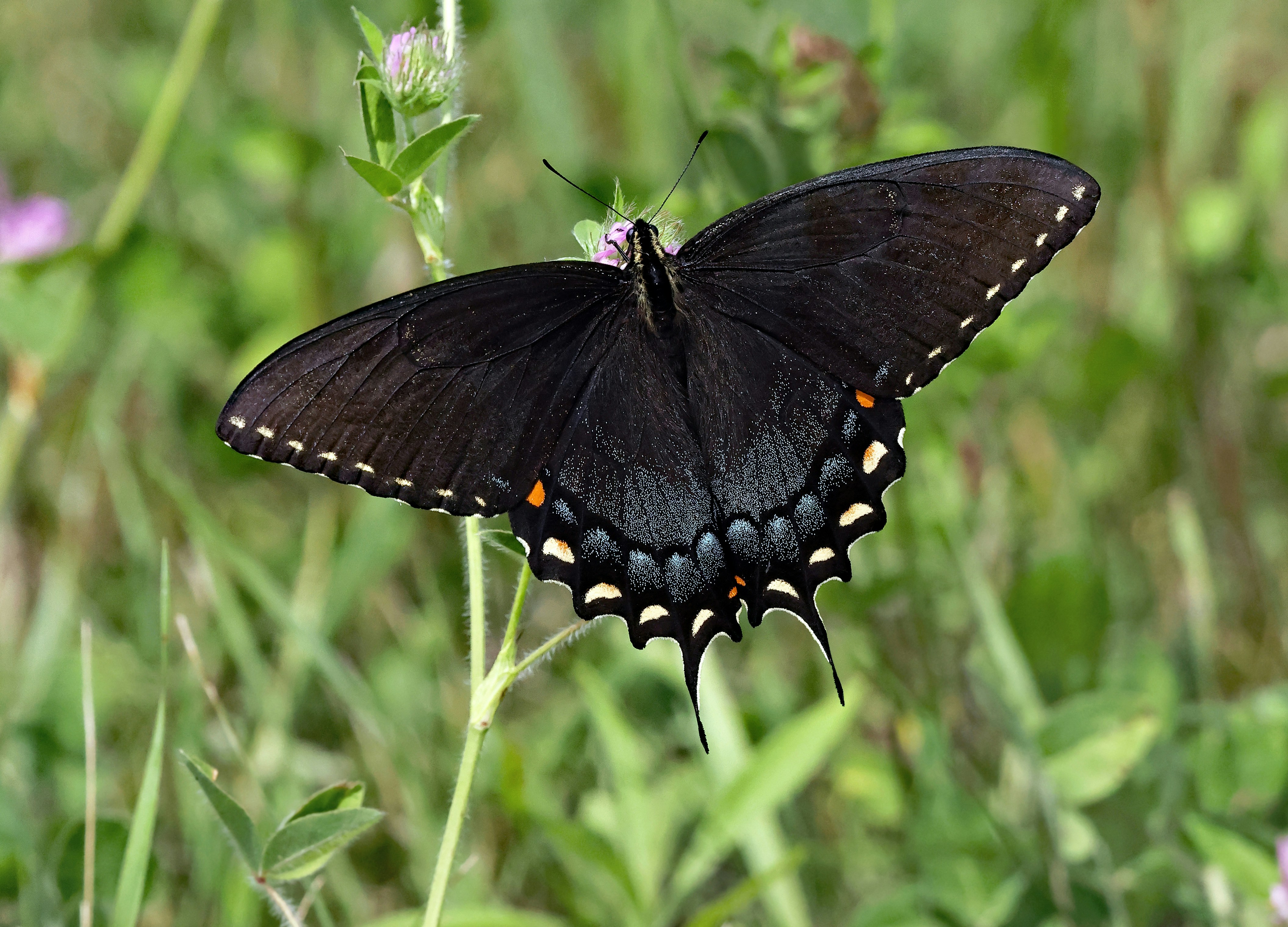 Photo by telliottmbamsc