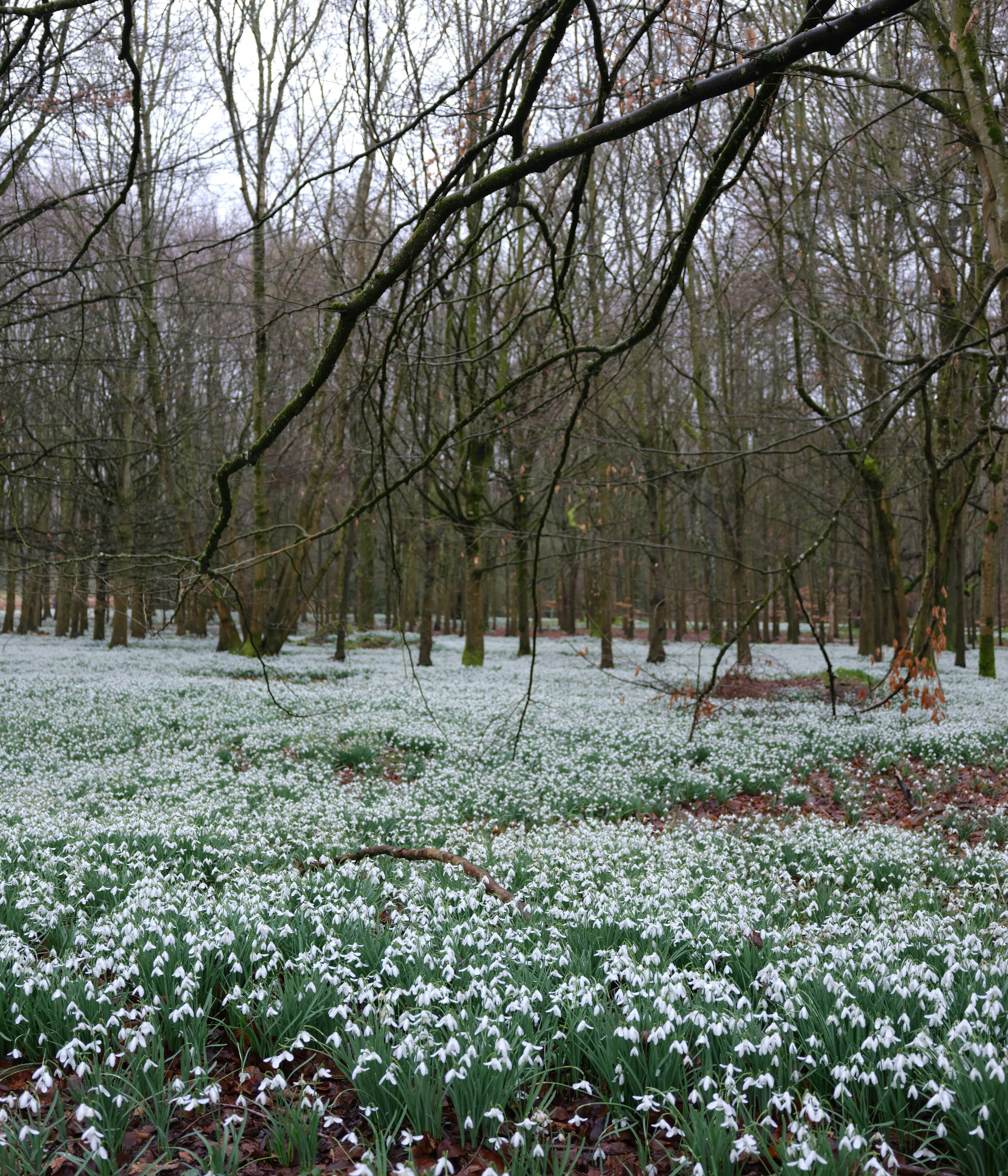 A field of snowdrops in a bare forest.