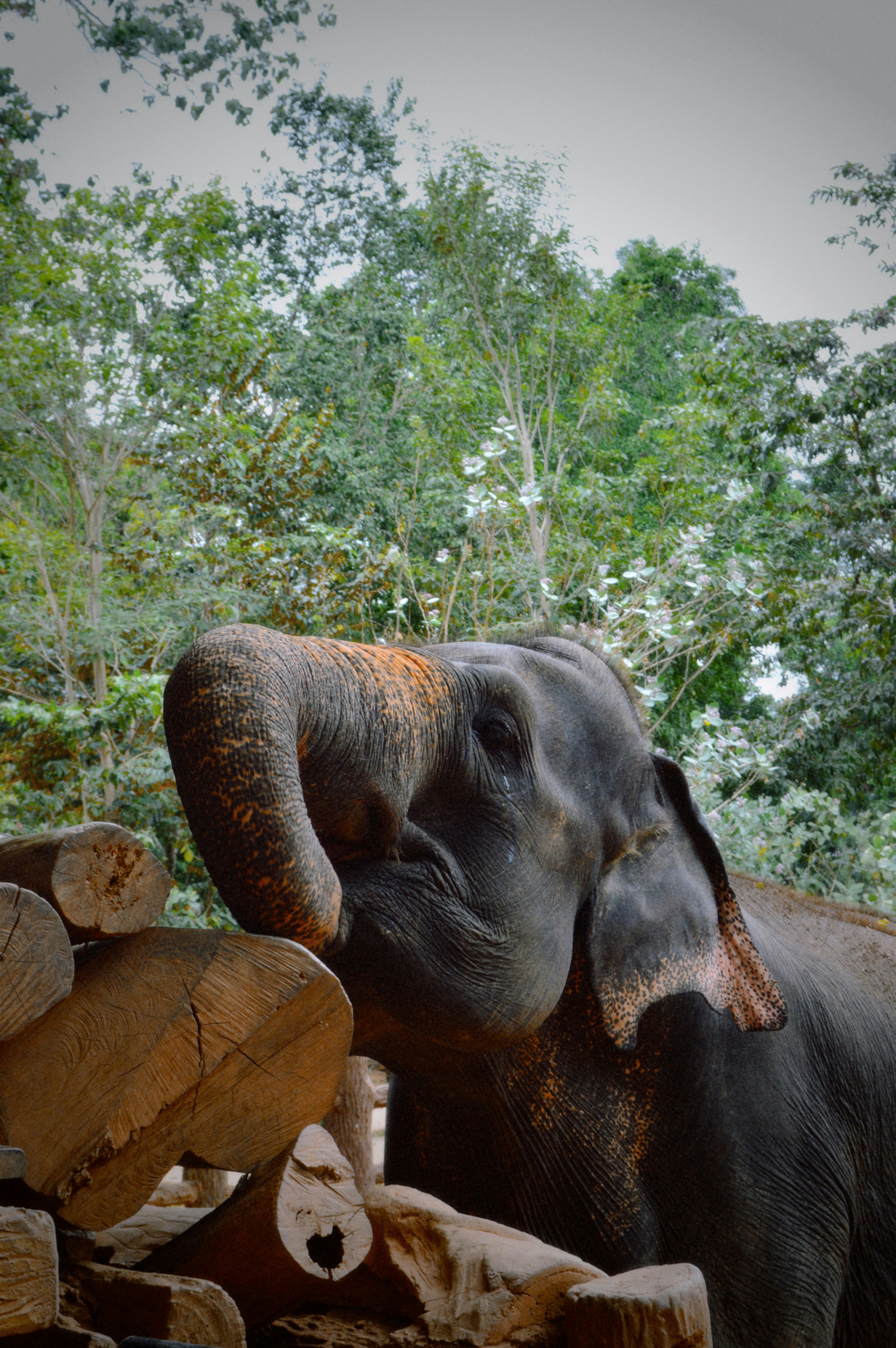 An elephant smelling logs in a forest