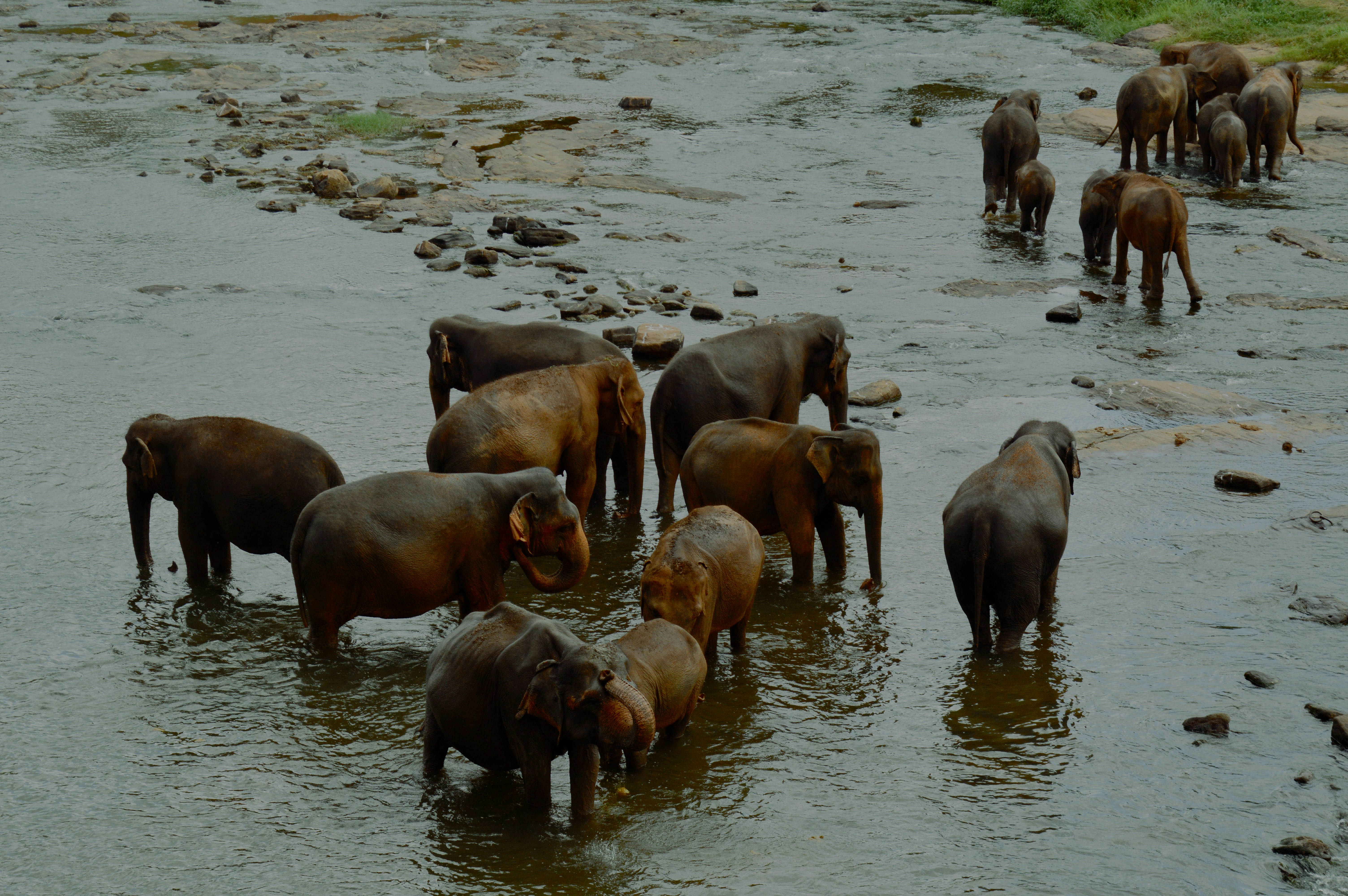 A herd of elephants walks through a shallow river.