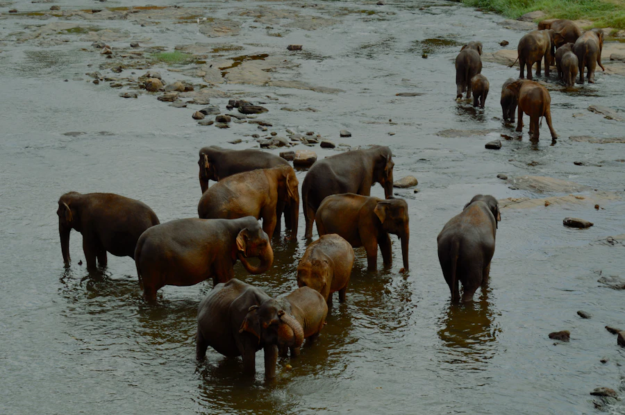 Great Migration Safaris