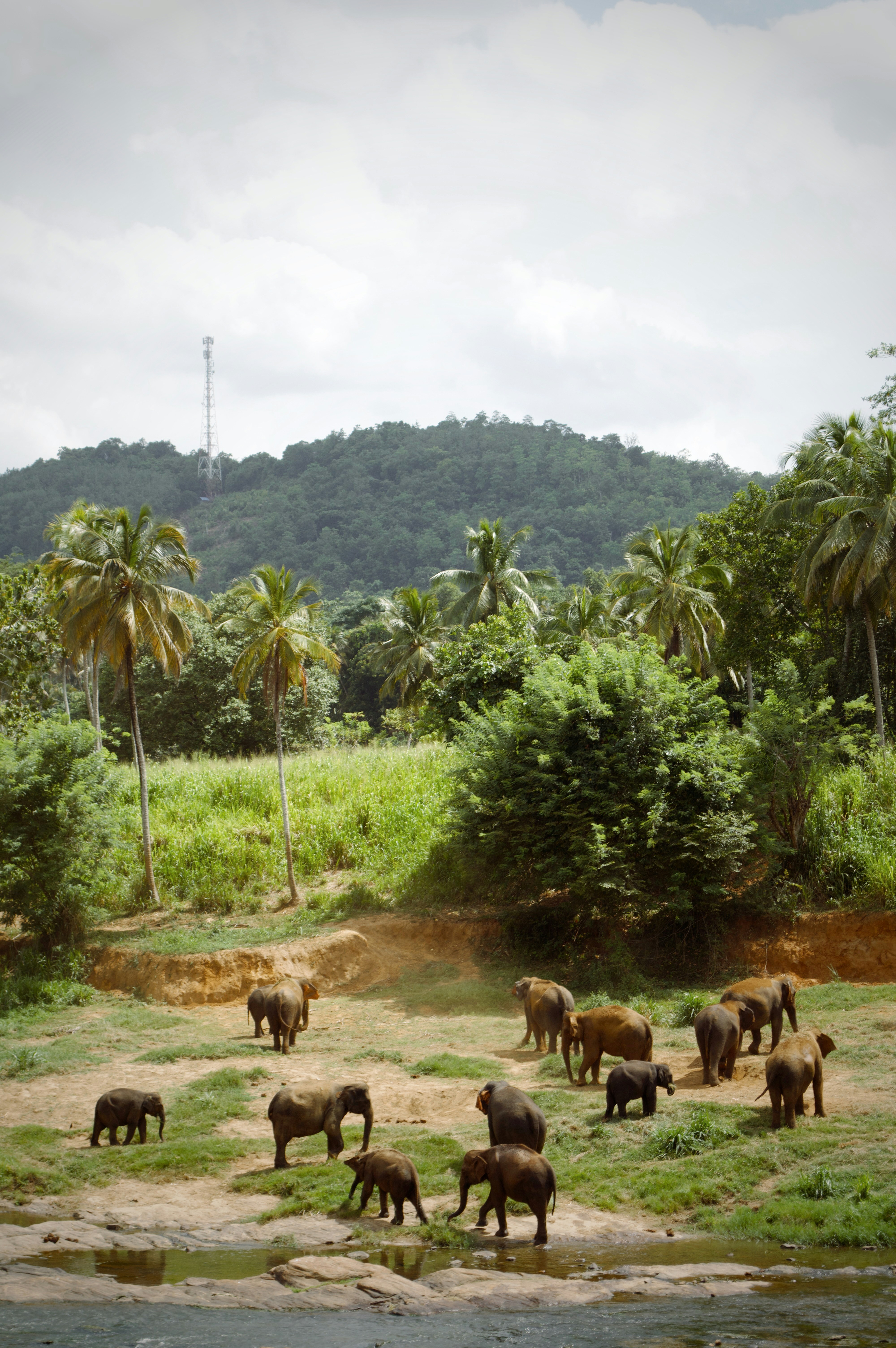 A herd of elephants gathers near a riverbank