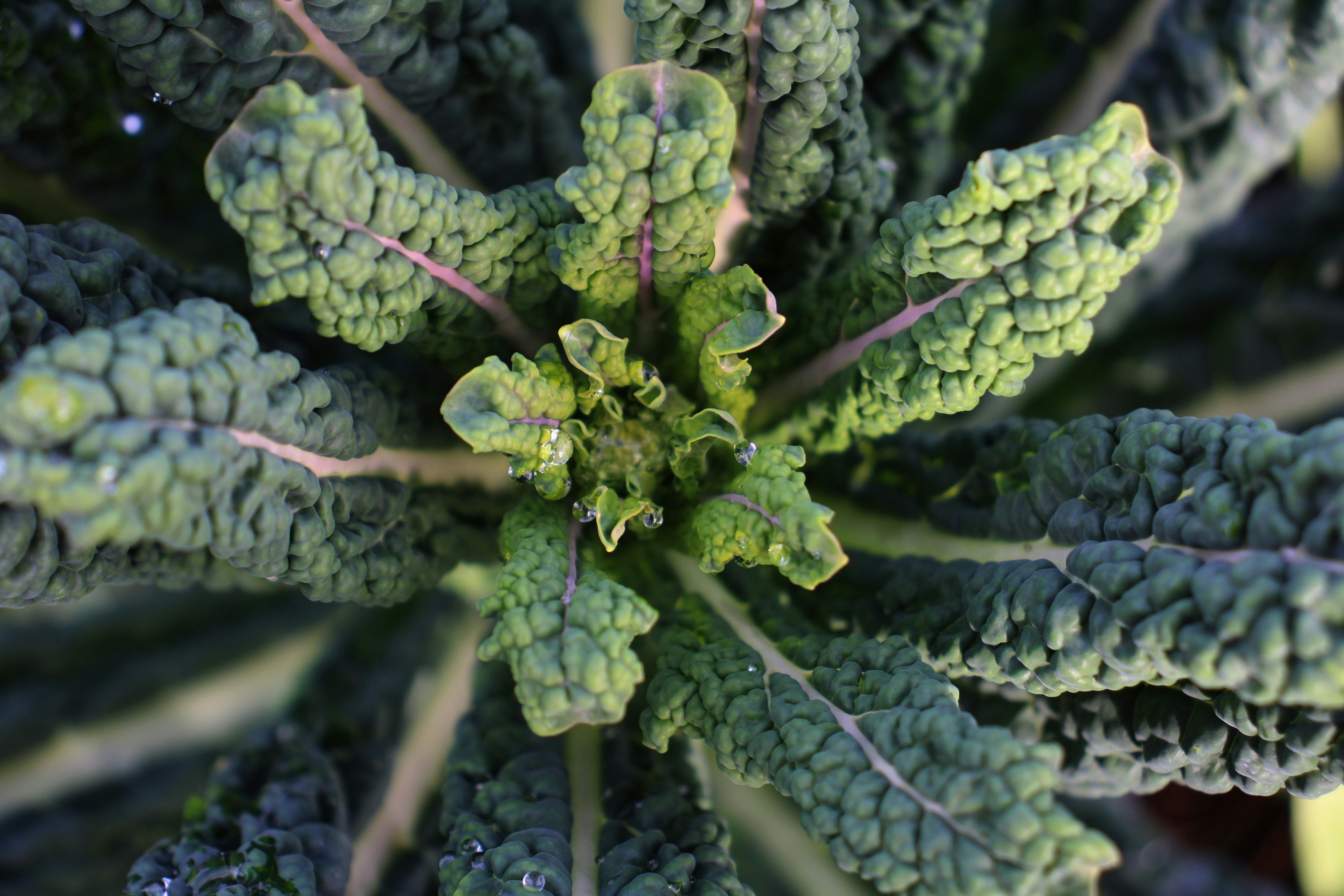 Close-up of dark green kale leaves in a garden.