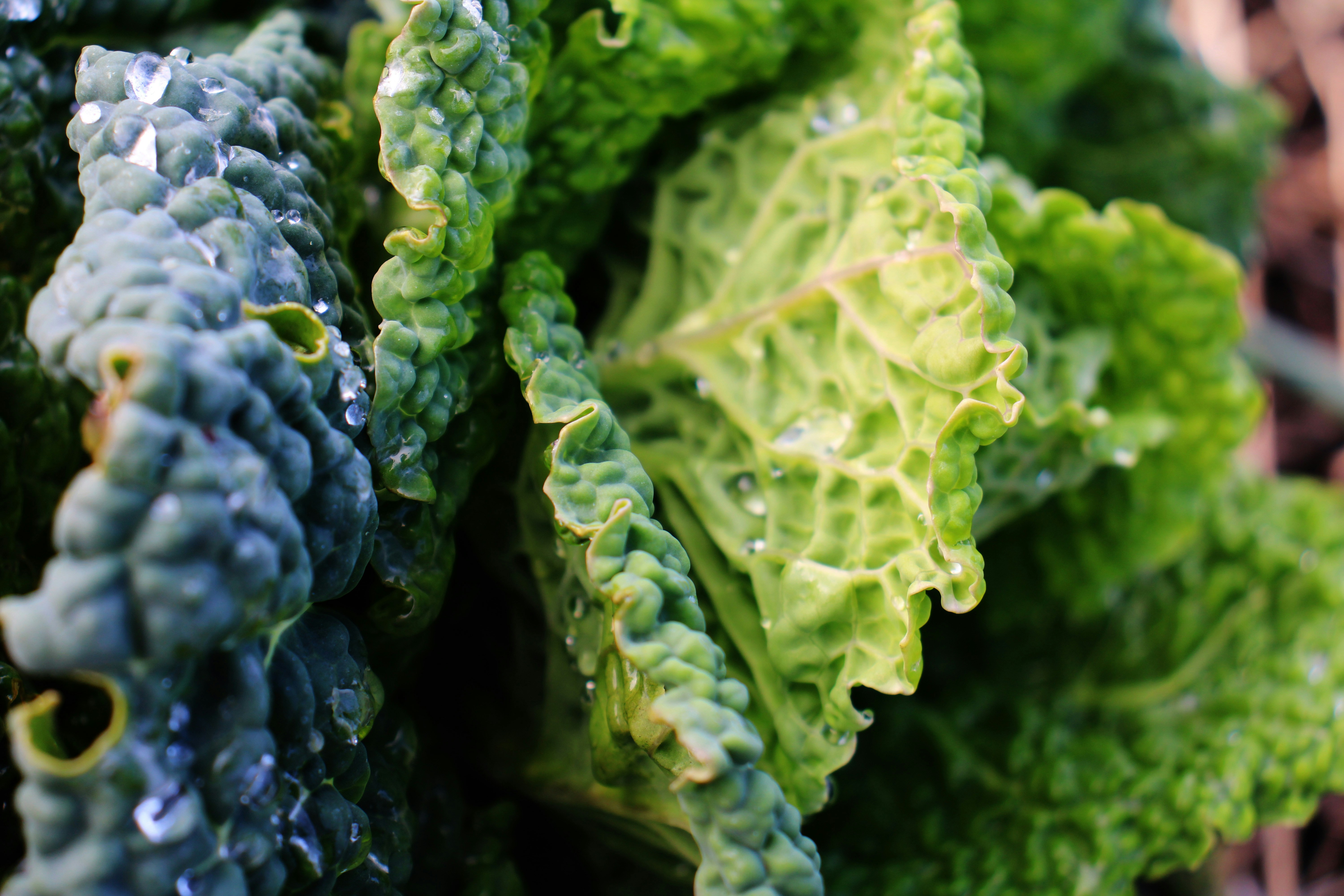Close-up of wet green cabbage leaves with water droplets.