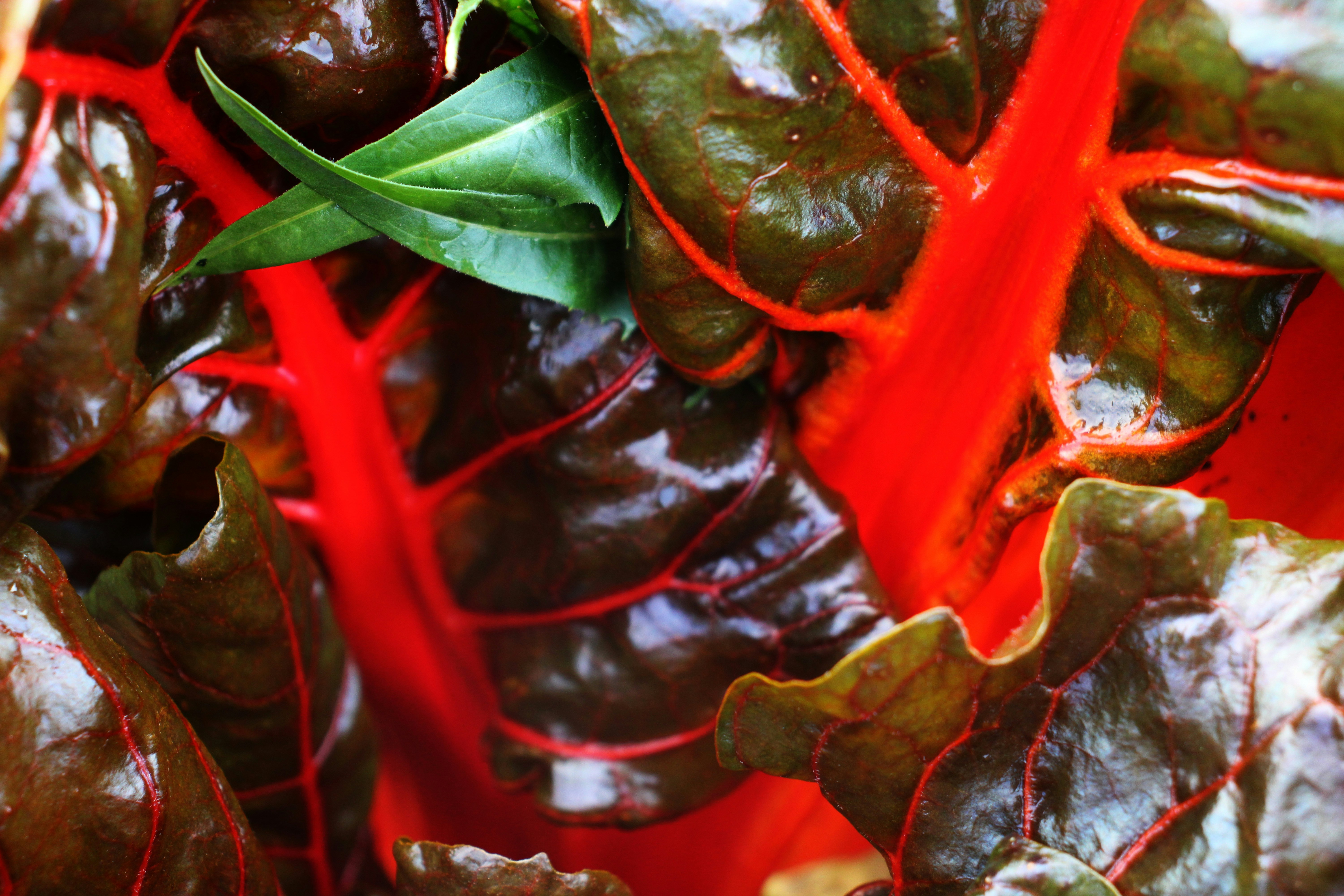 Close-up of vibrant red chard leaves with dark green veins.