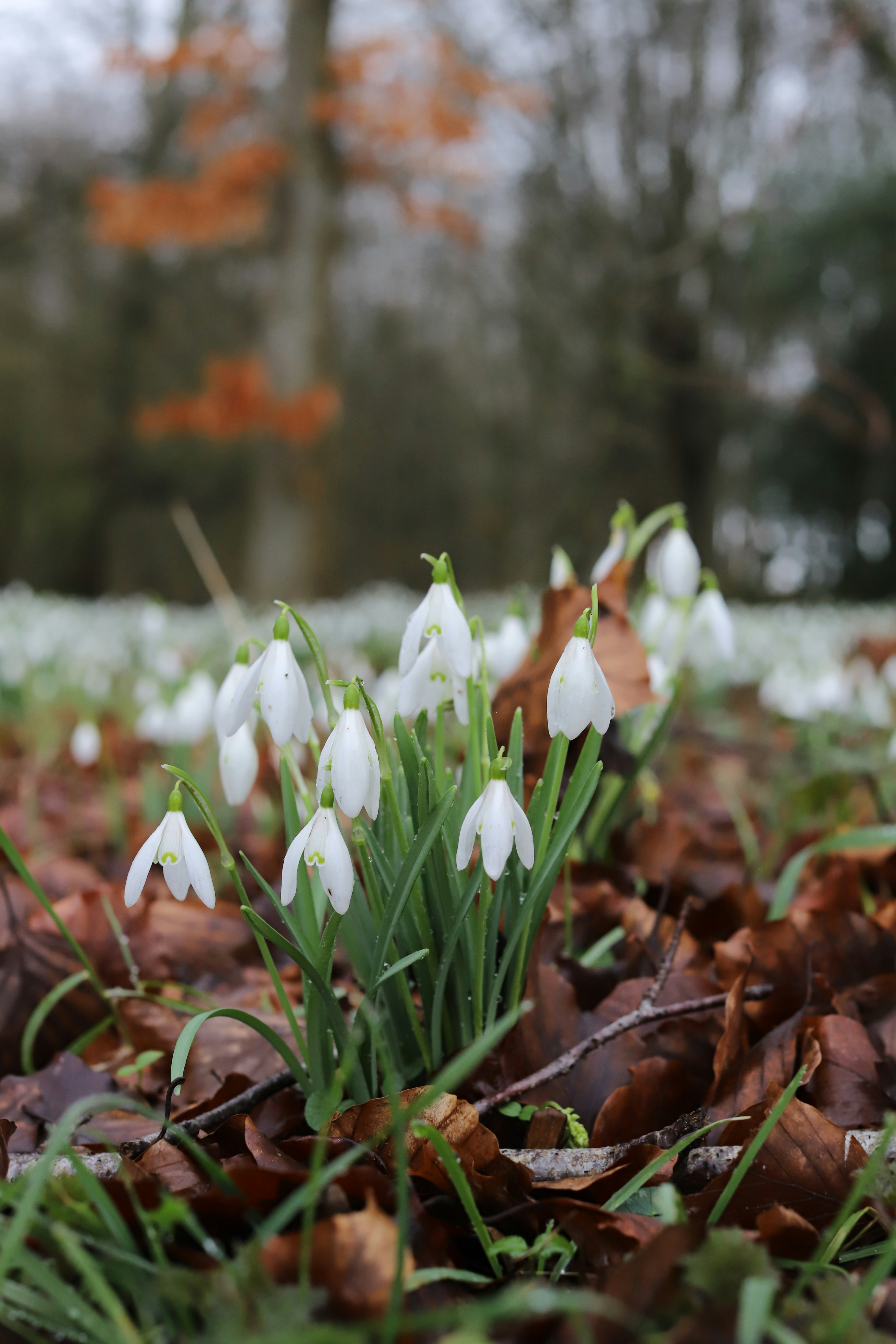 A cluster of white snowdrop flowers emerges from fallen leaves.