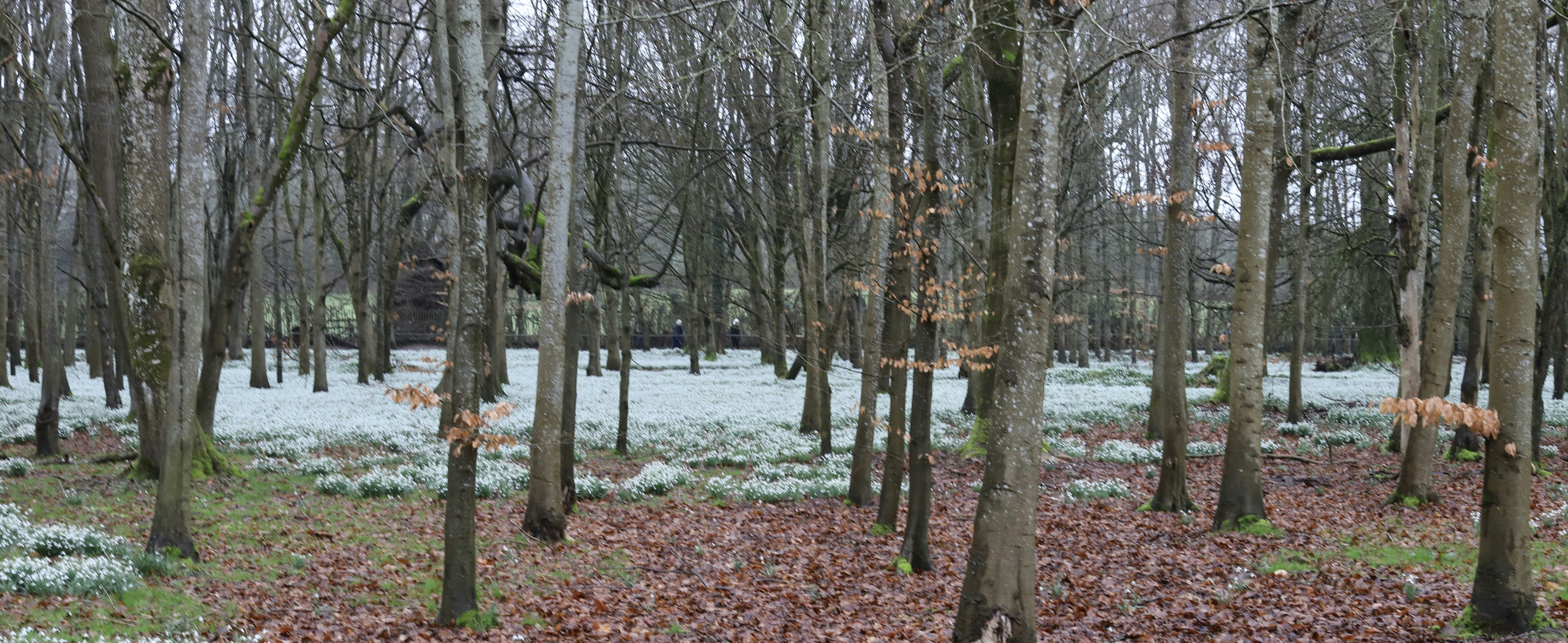 Bare trees in a forest with snow on the ground.