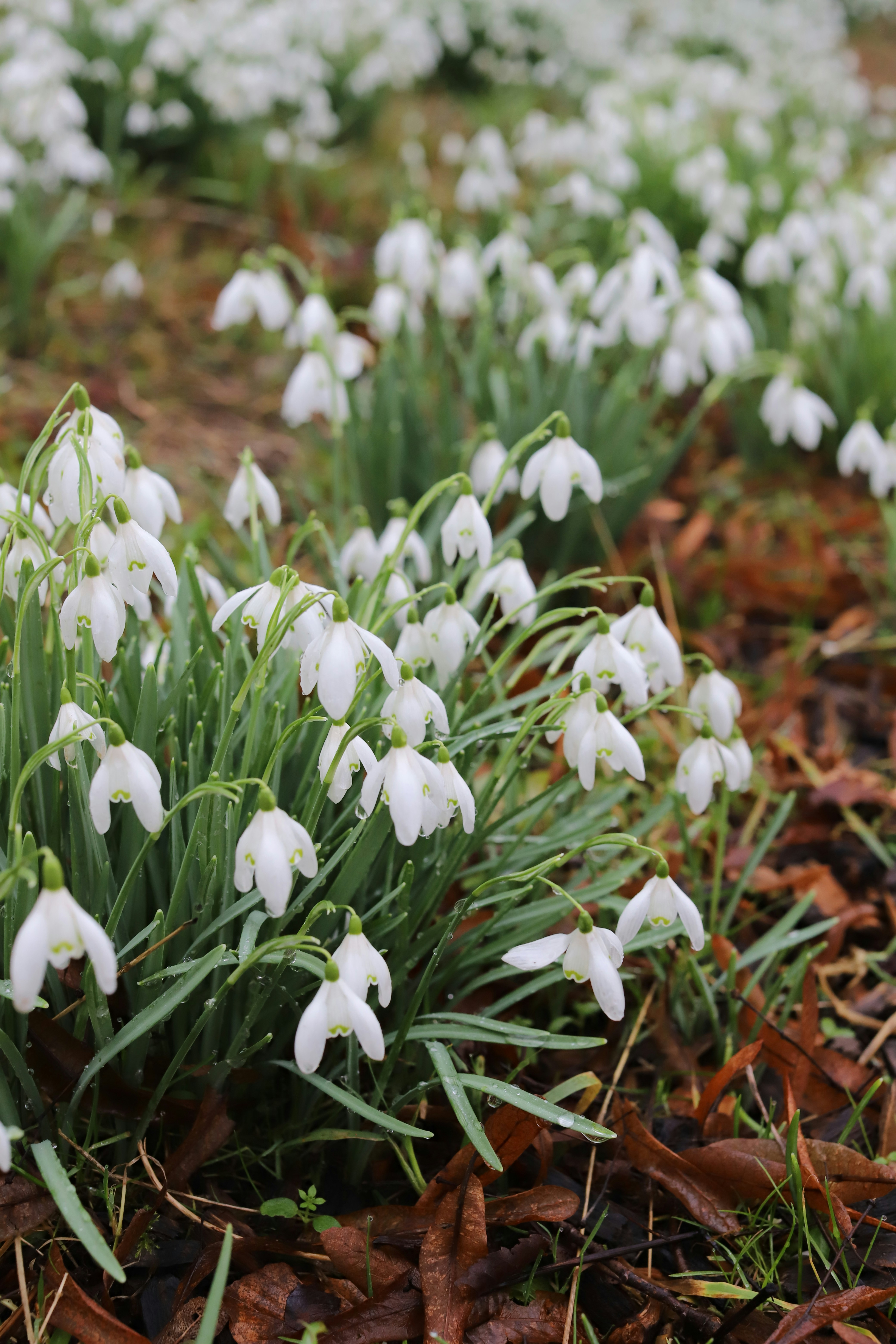 A cluster of white snowdrop flowers blooming in spring.