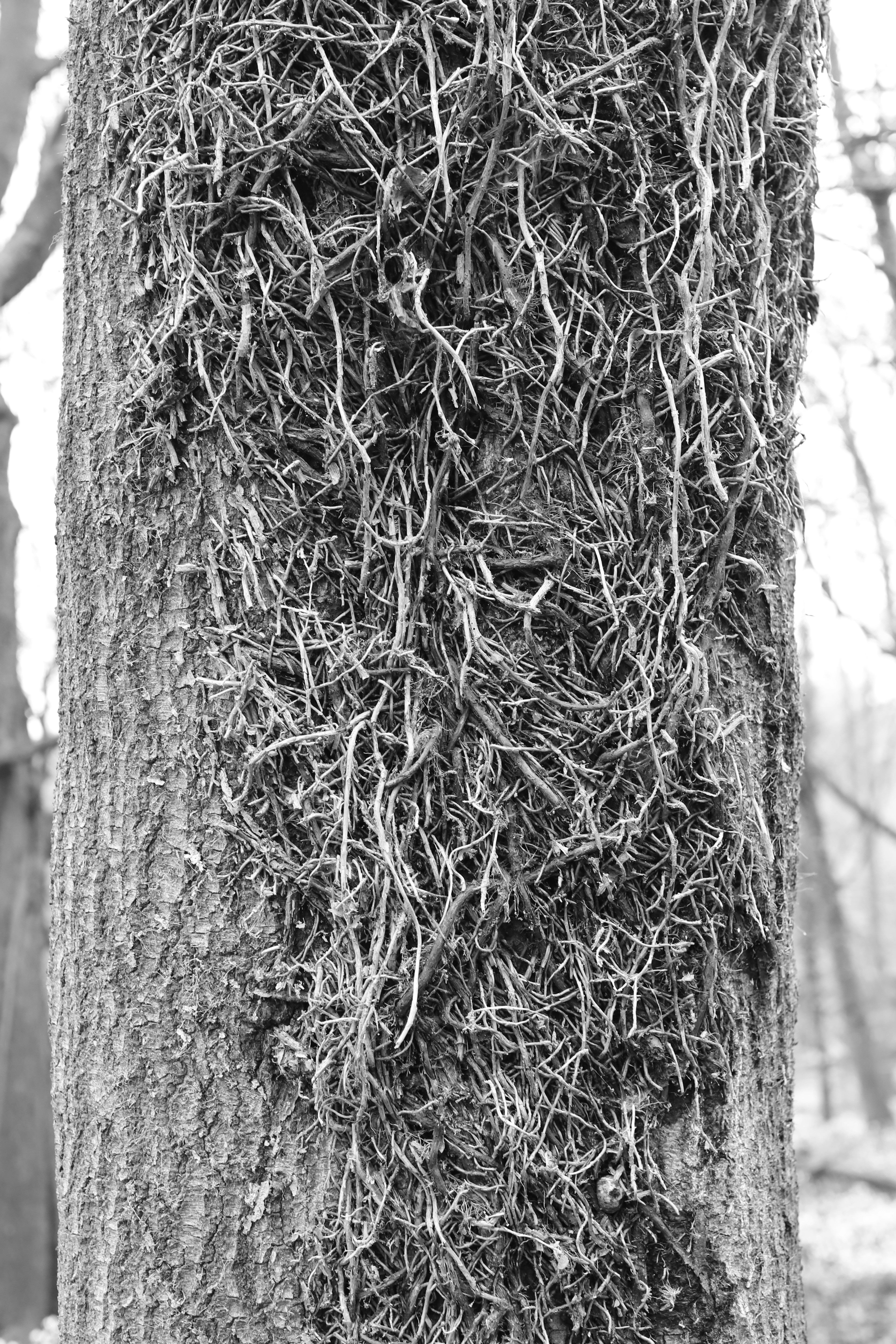 Close-up of a tree trunk covered in vines
