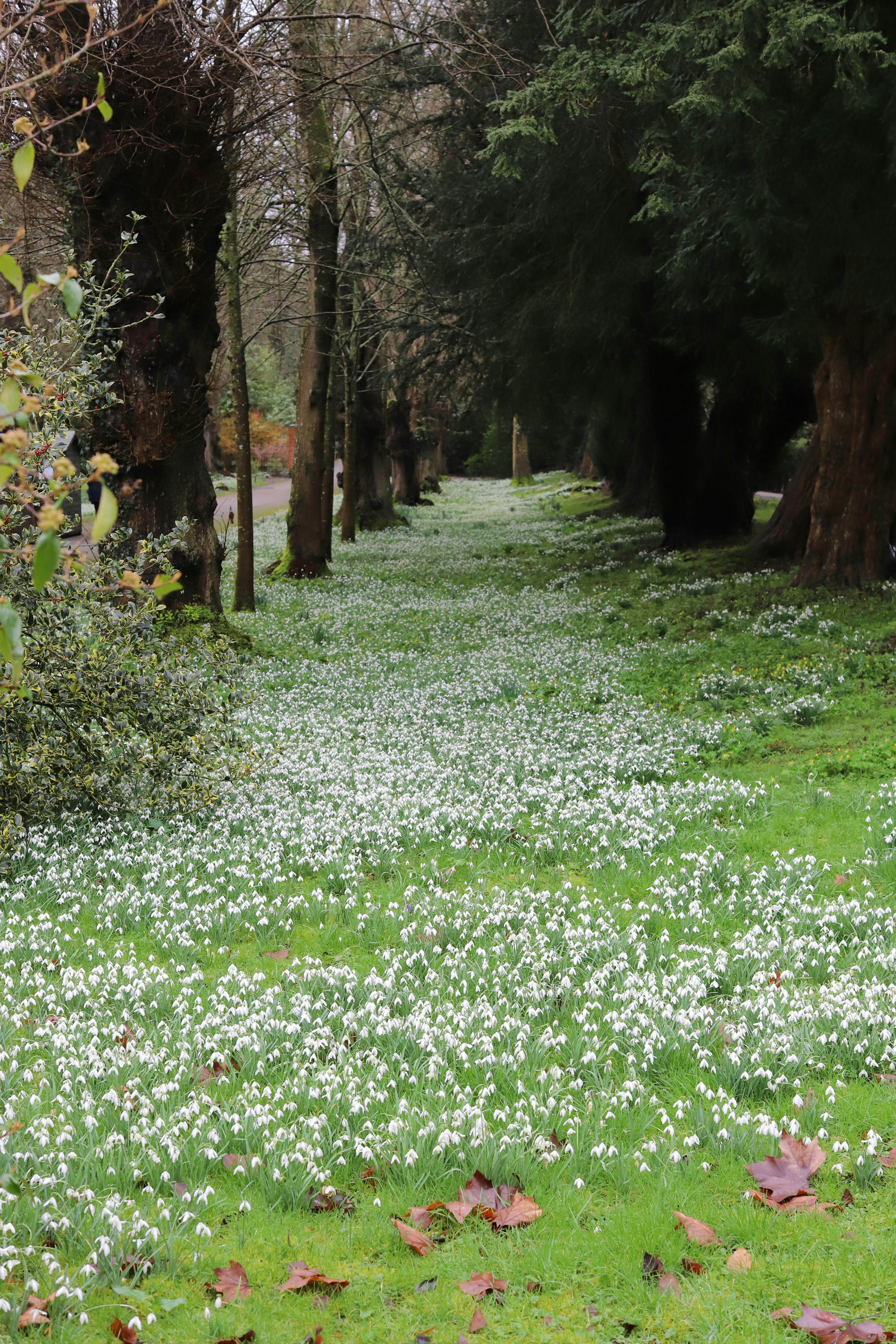 A pathway lined with snowdrops and tall trees