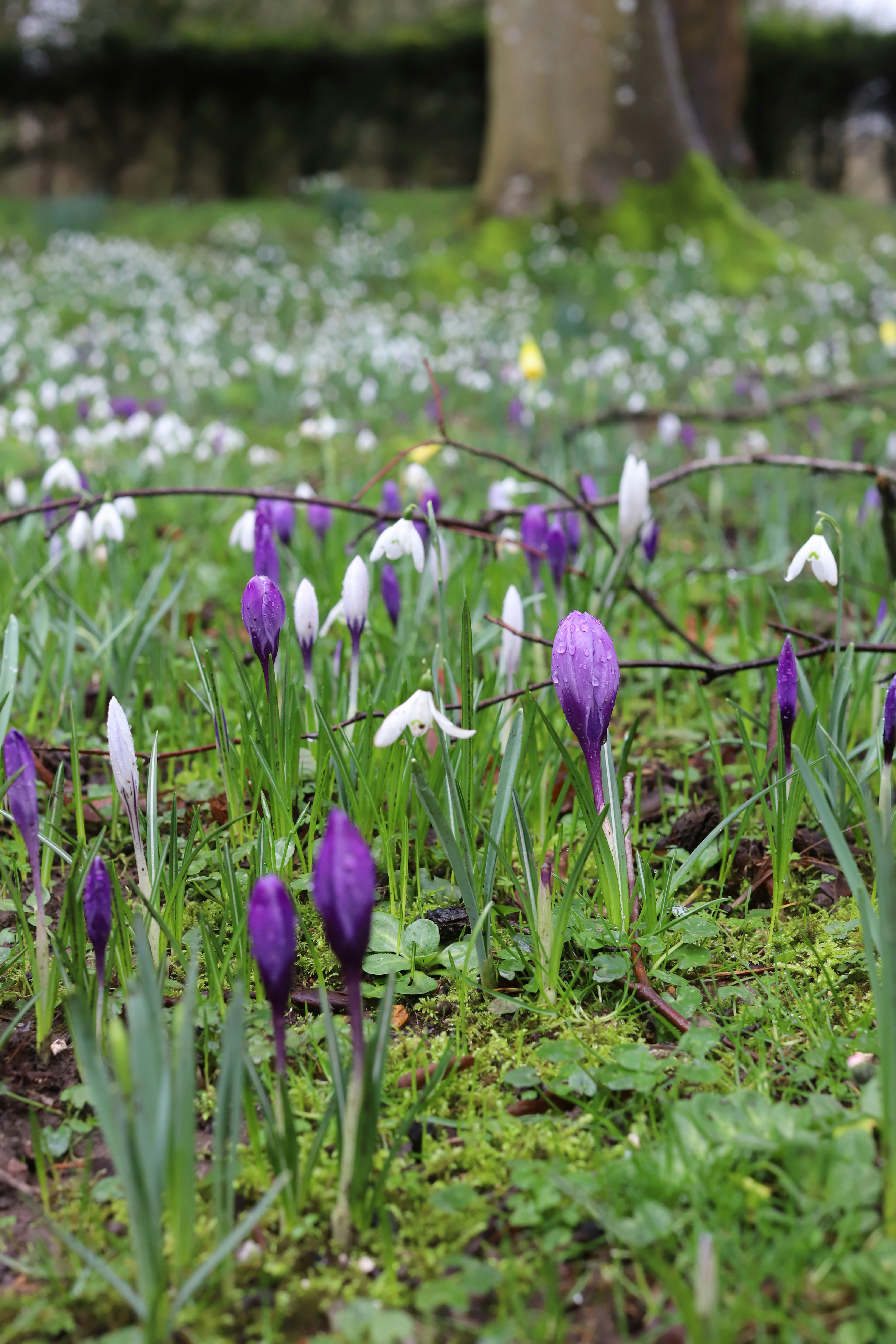 Purple crocuses and white snowdrops bloom in a grassy field.