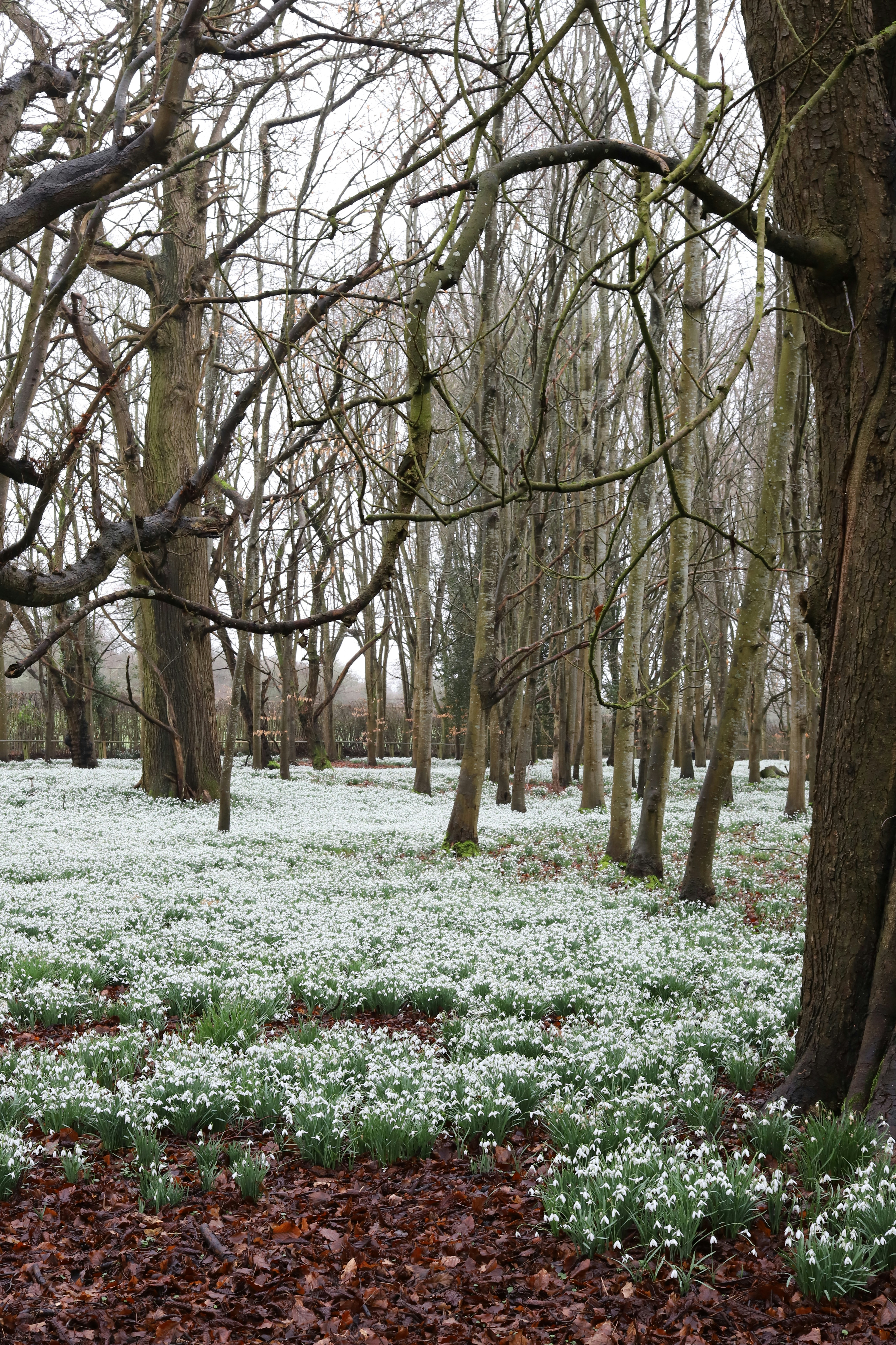 A forest floor covered in blooming snowdrops under bare trees.