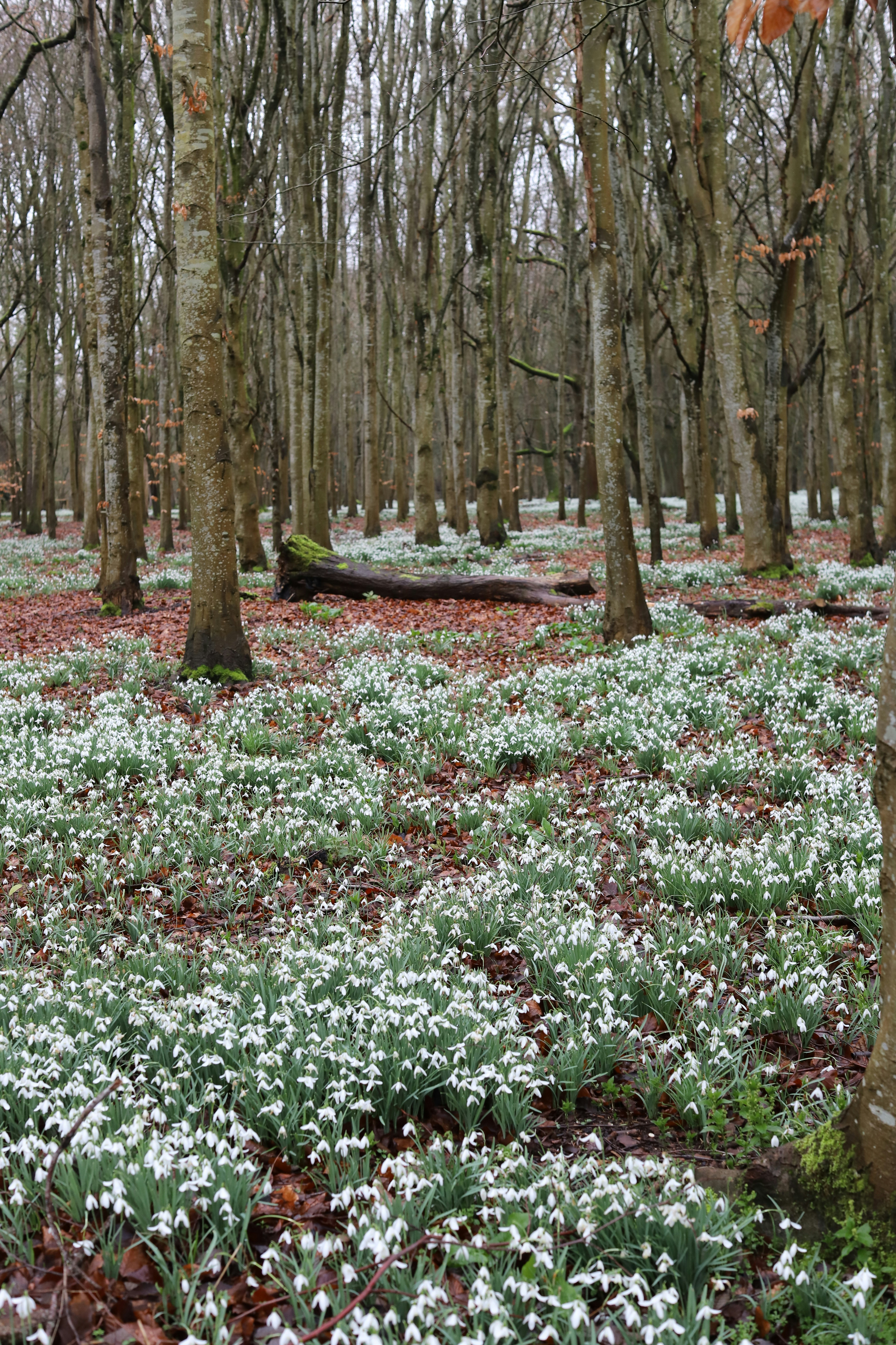 A forest floor covered in blooming snowdrops in winter.