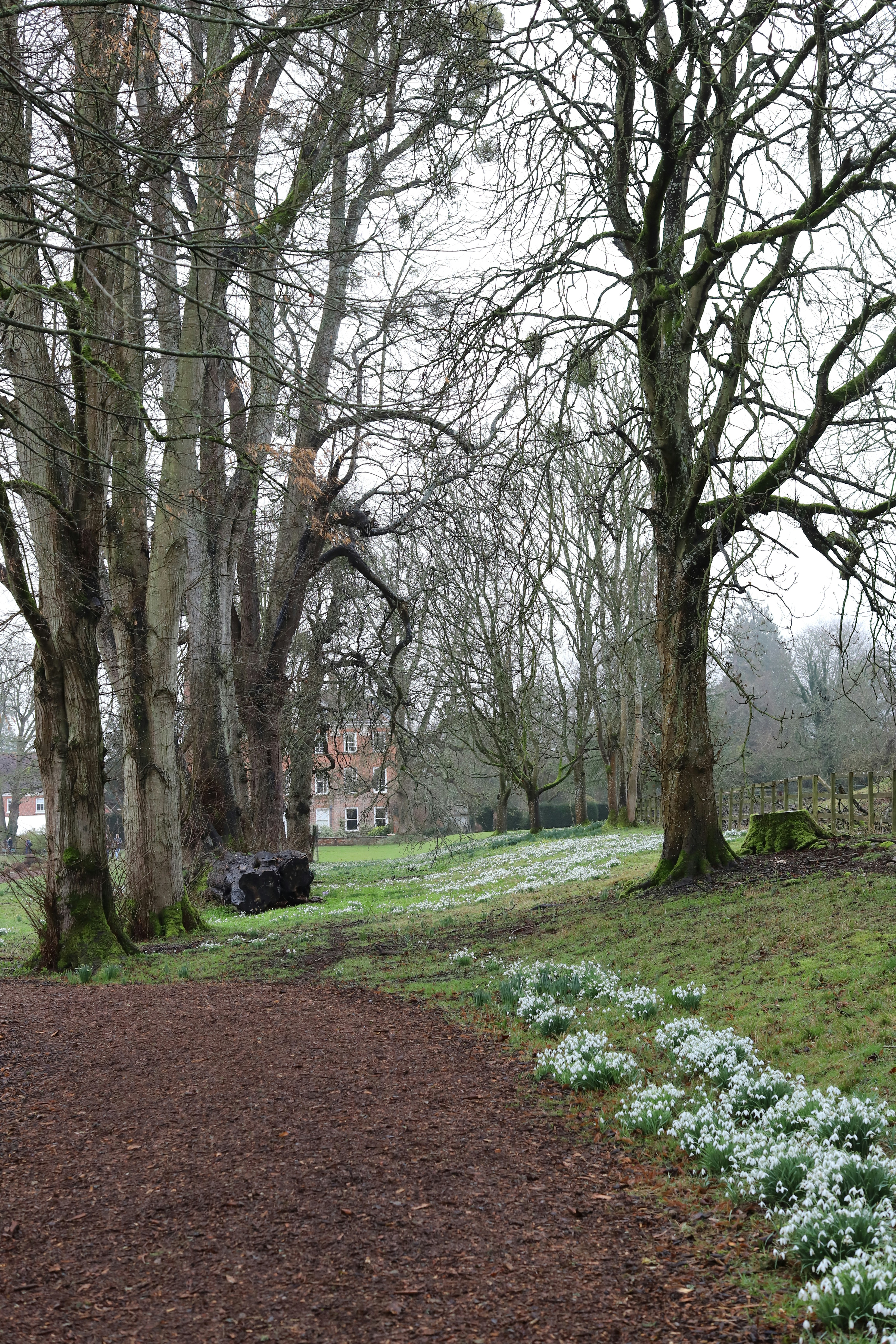 A path through a winter landscape with snowdrops.