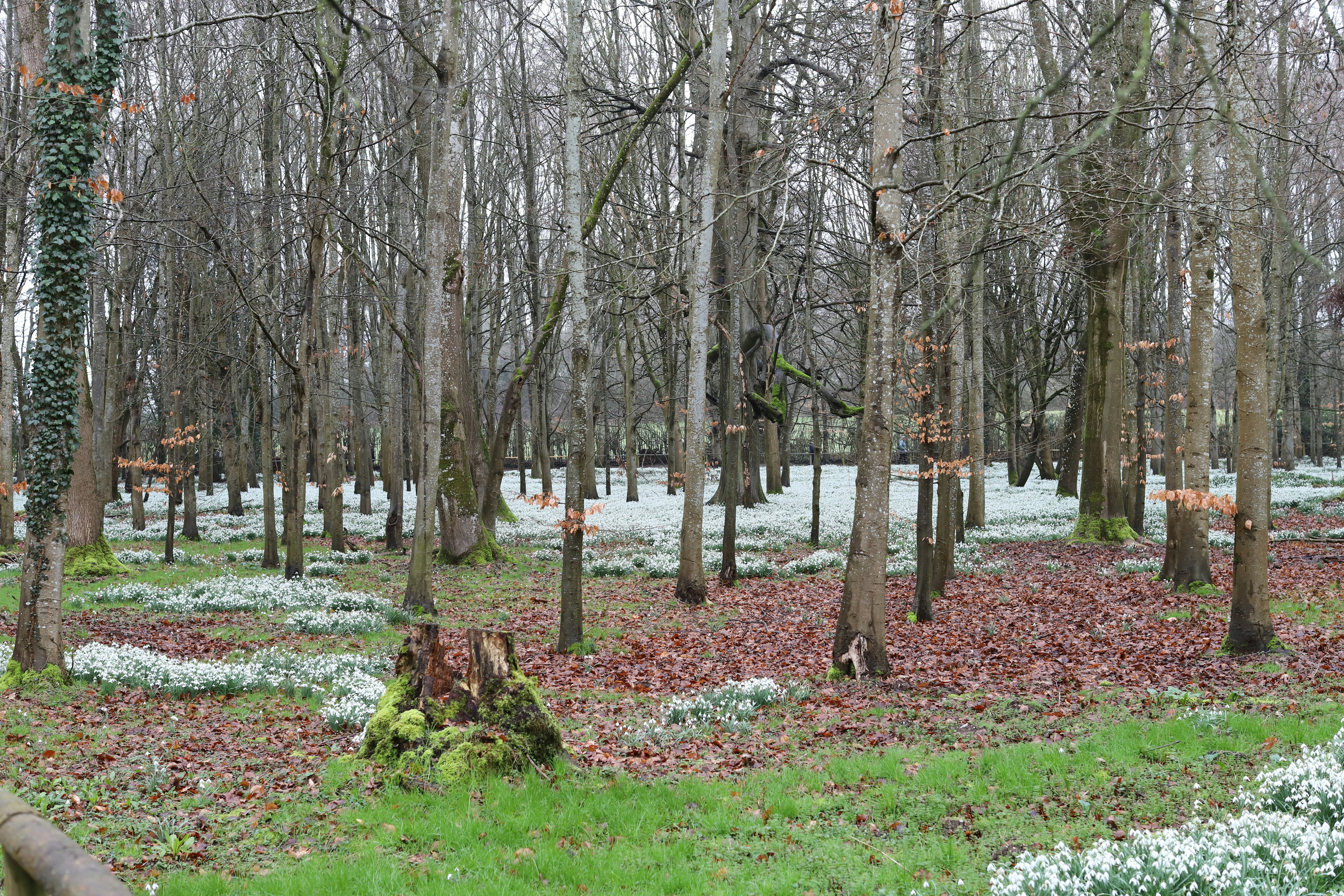 Bare trees in a forest with snowdrops on the ground.