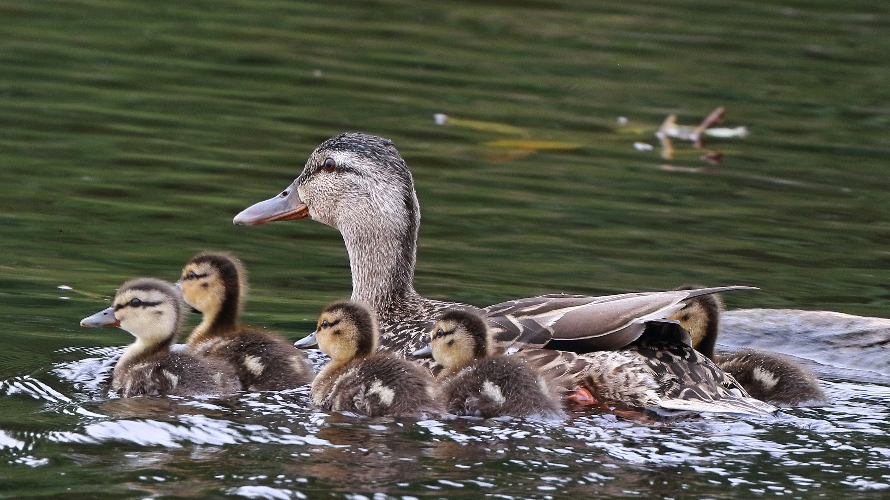 Mother duck swims with her ducklings on the water.
