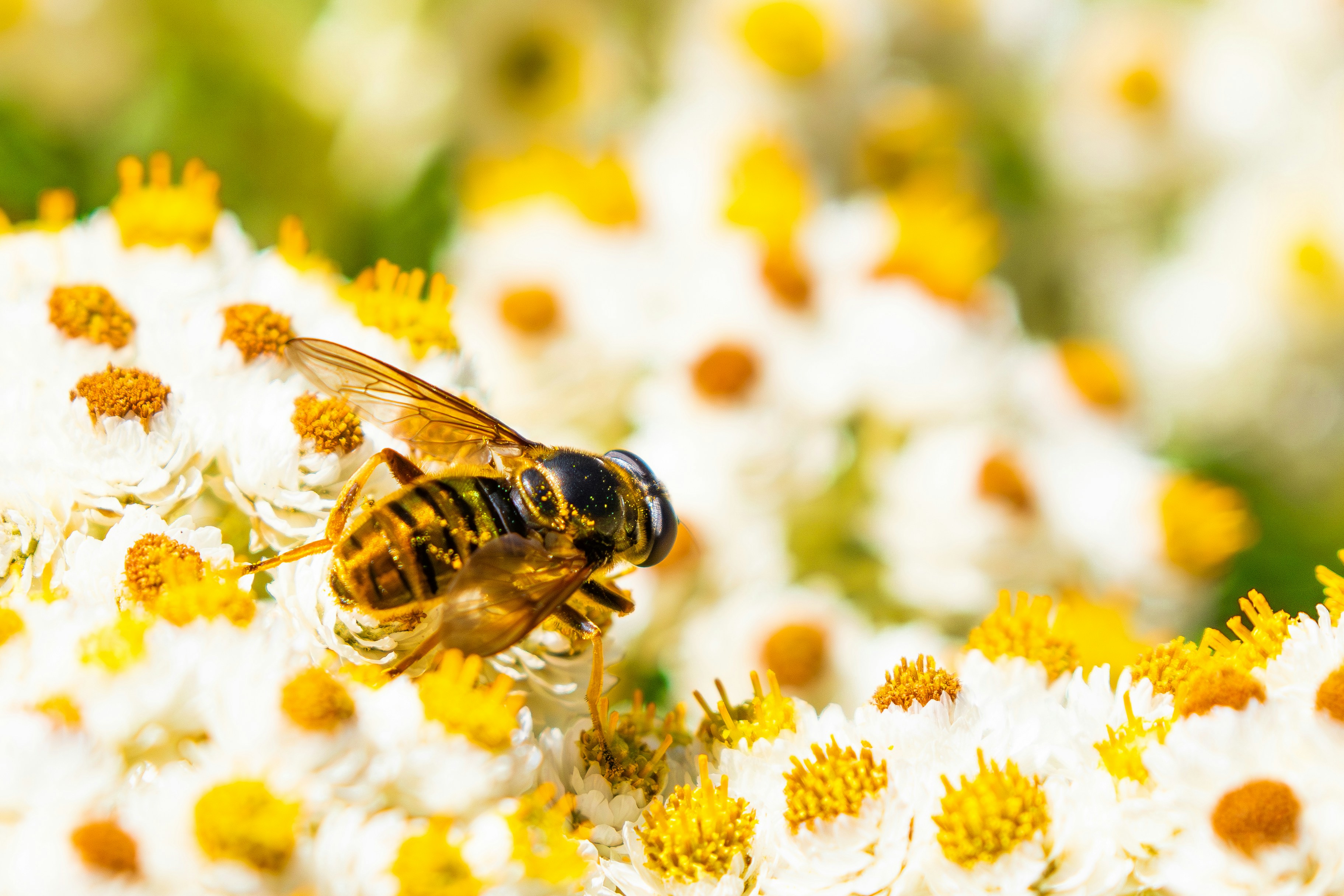 A bee collecting nectar from a white and yellow flower