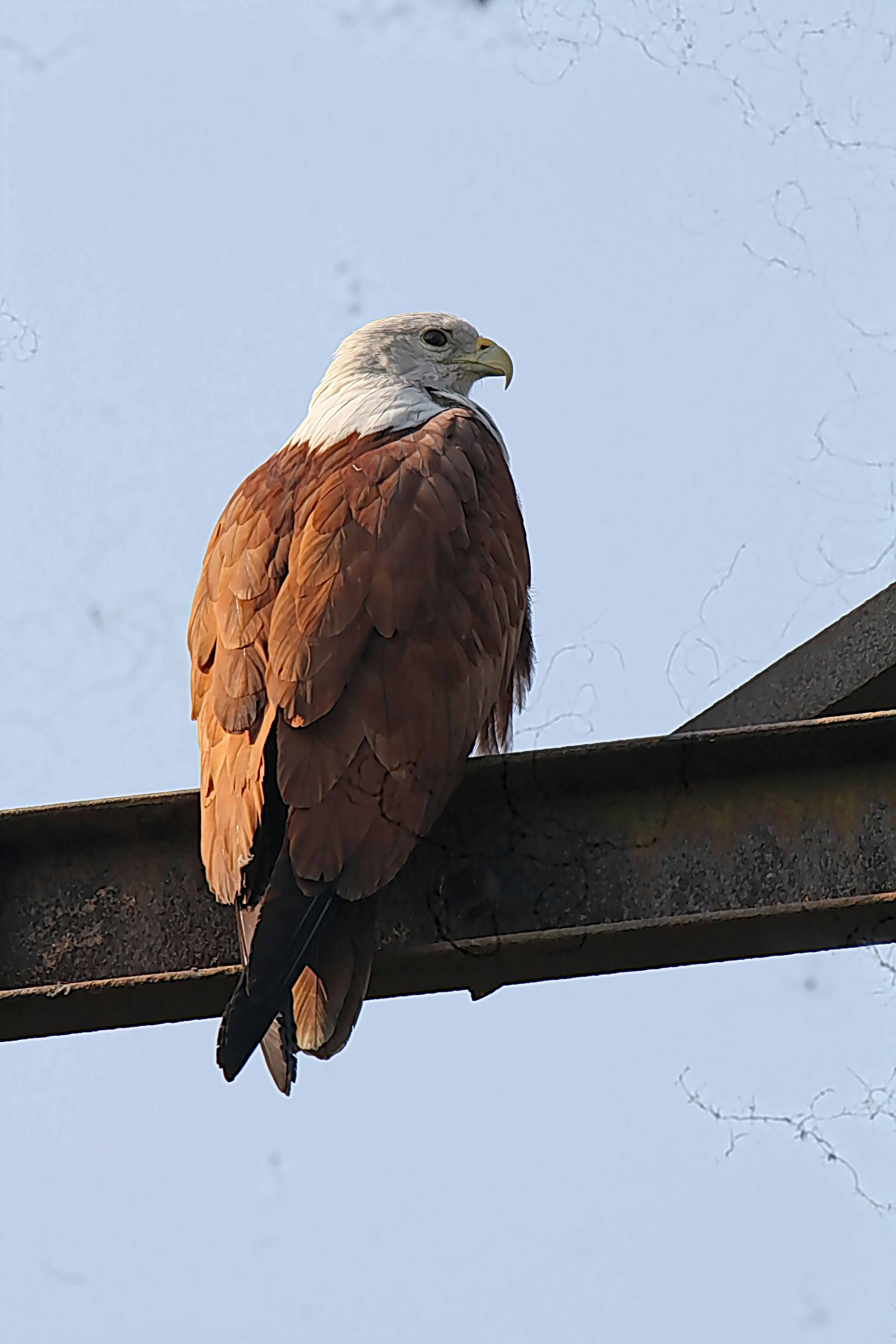A brahminy kite perched on a metal beam