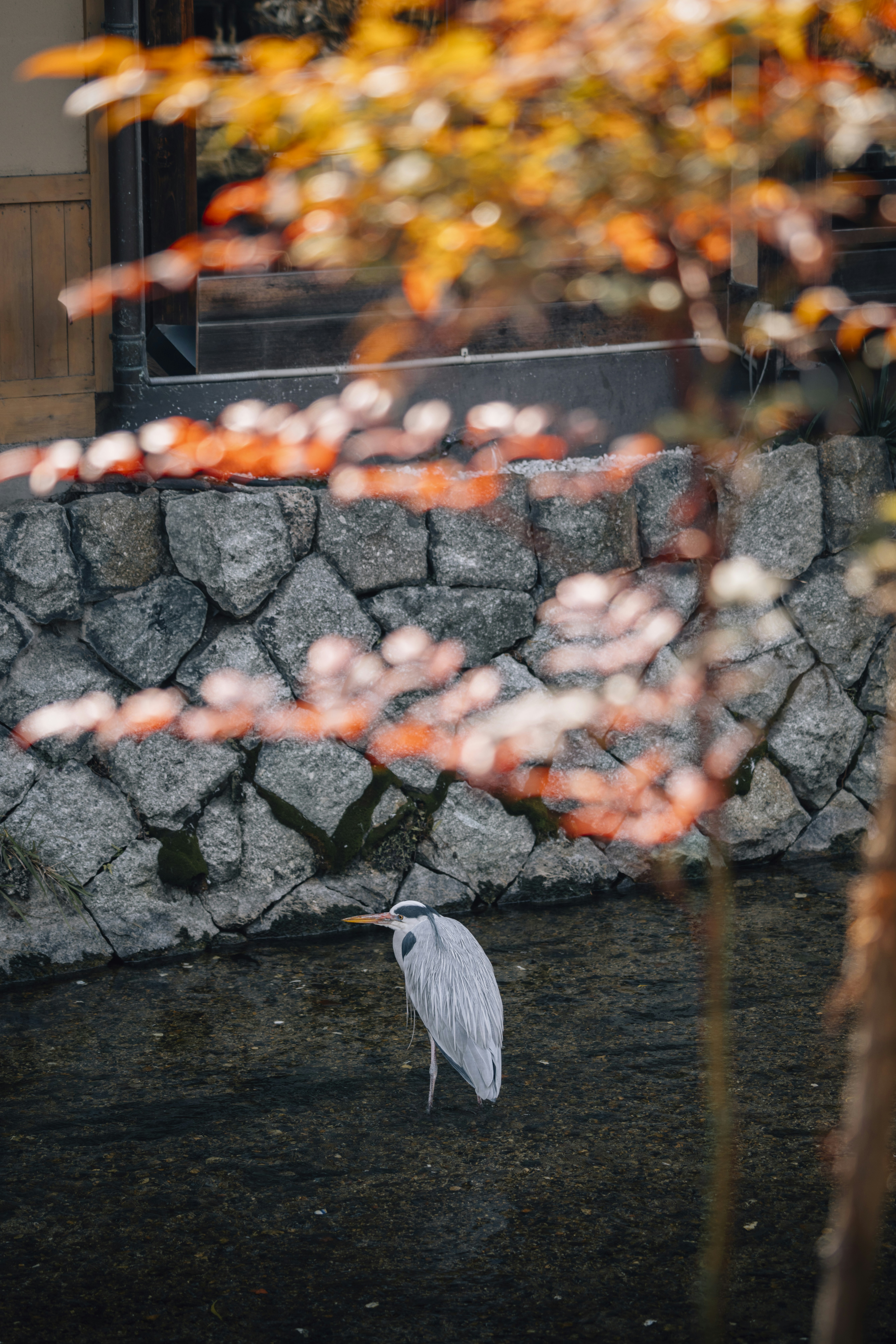 A grey heron stands in shallow water near stone wall.