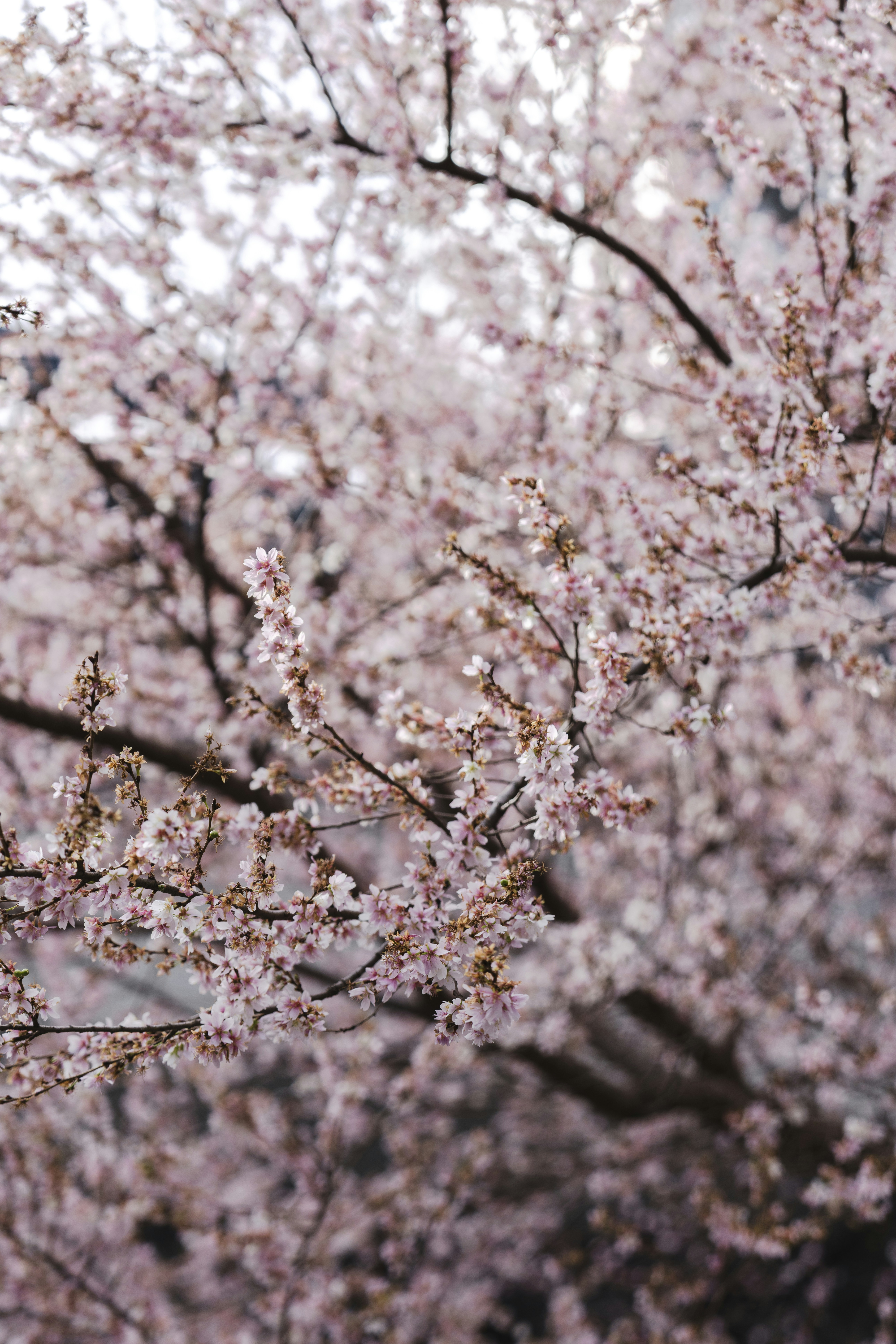 Close-up of delicate pink cherry blossoms on branches.