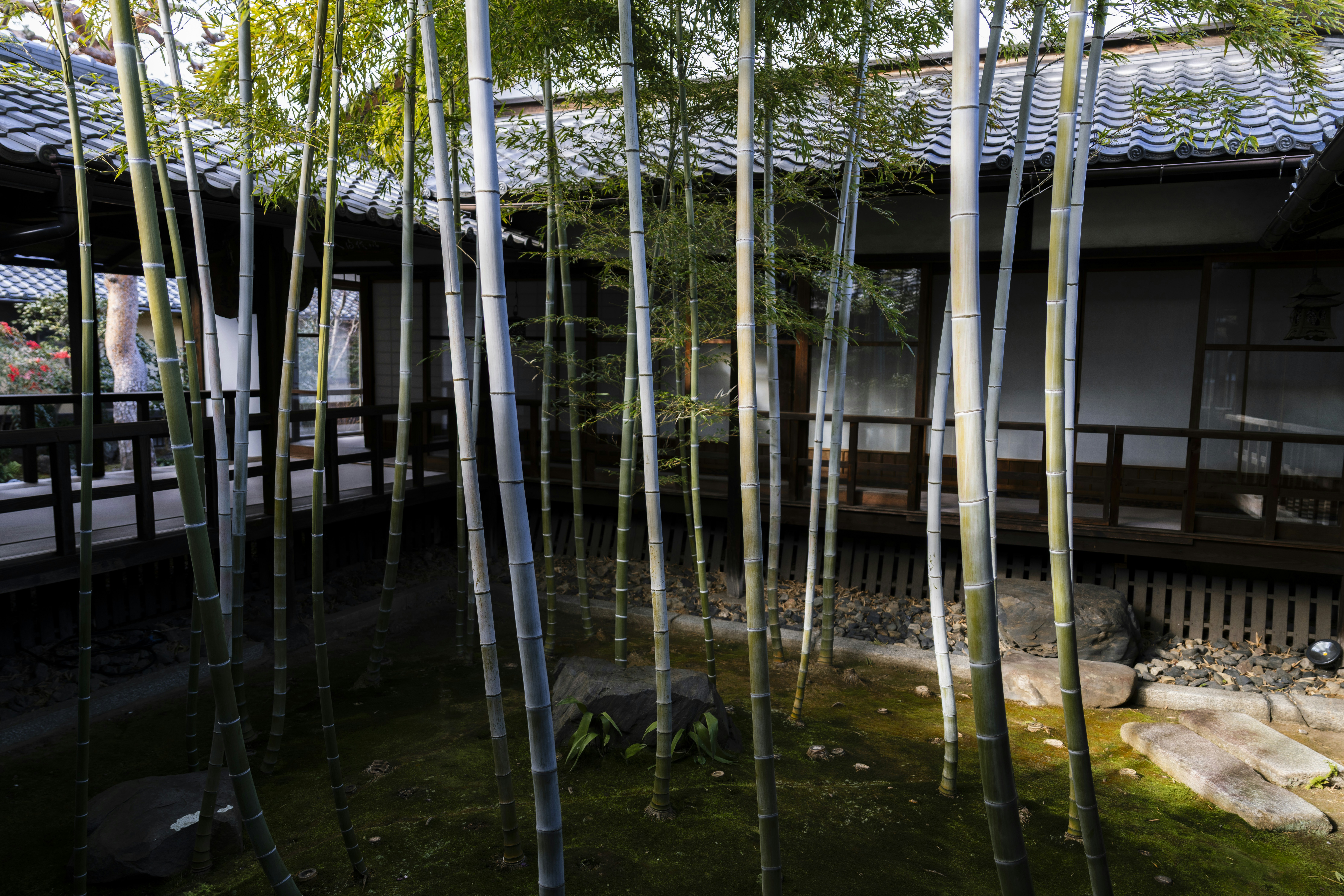 Bamboo stalks in front of a traditional japanese house