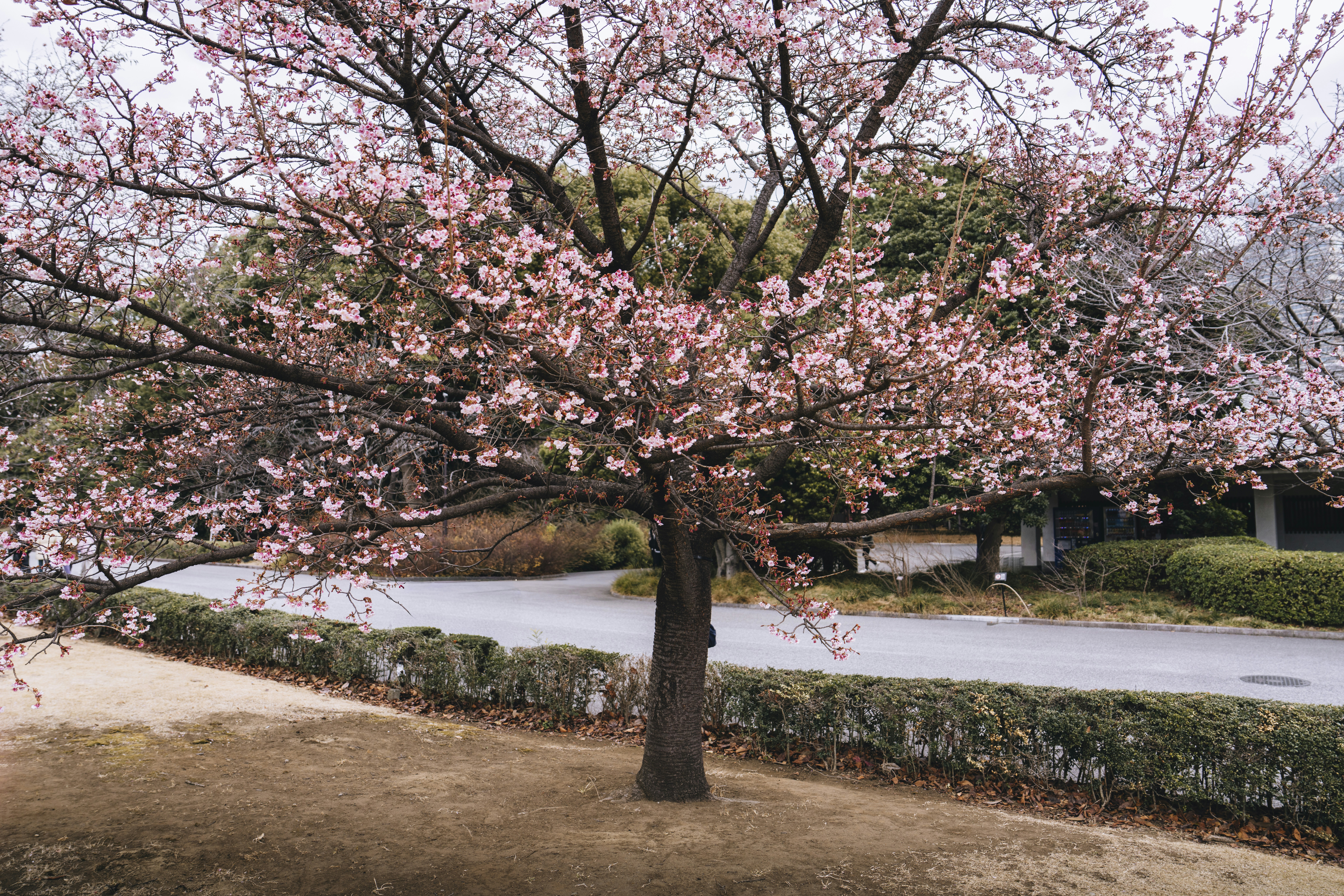 Photo by lifeof_peter_