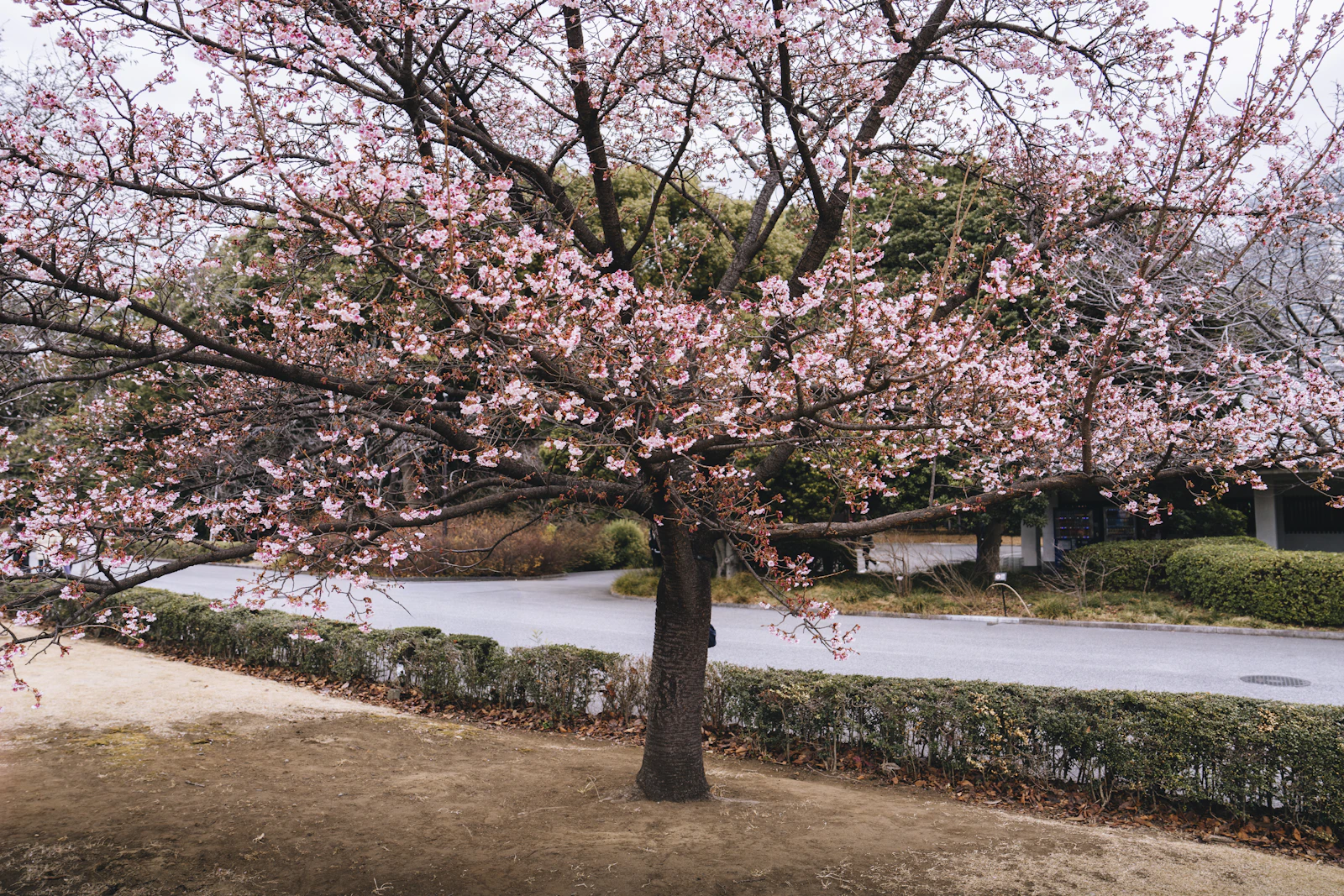 小金井公園バーベキュー広場
