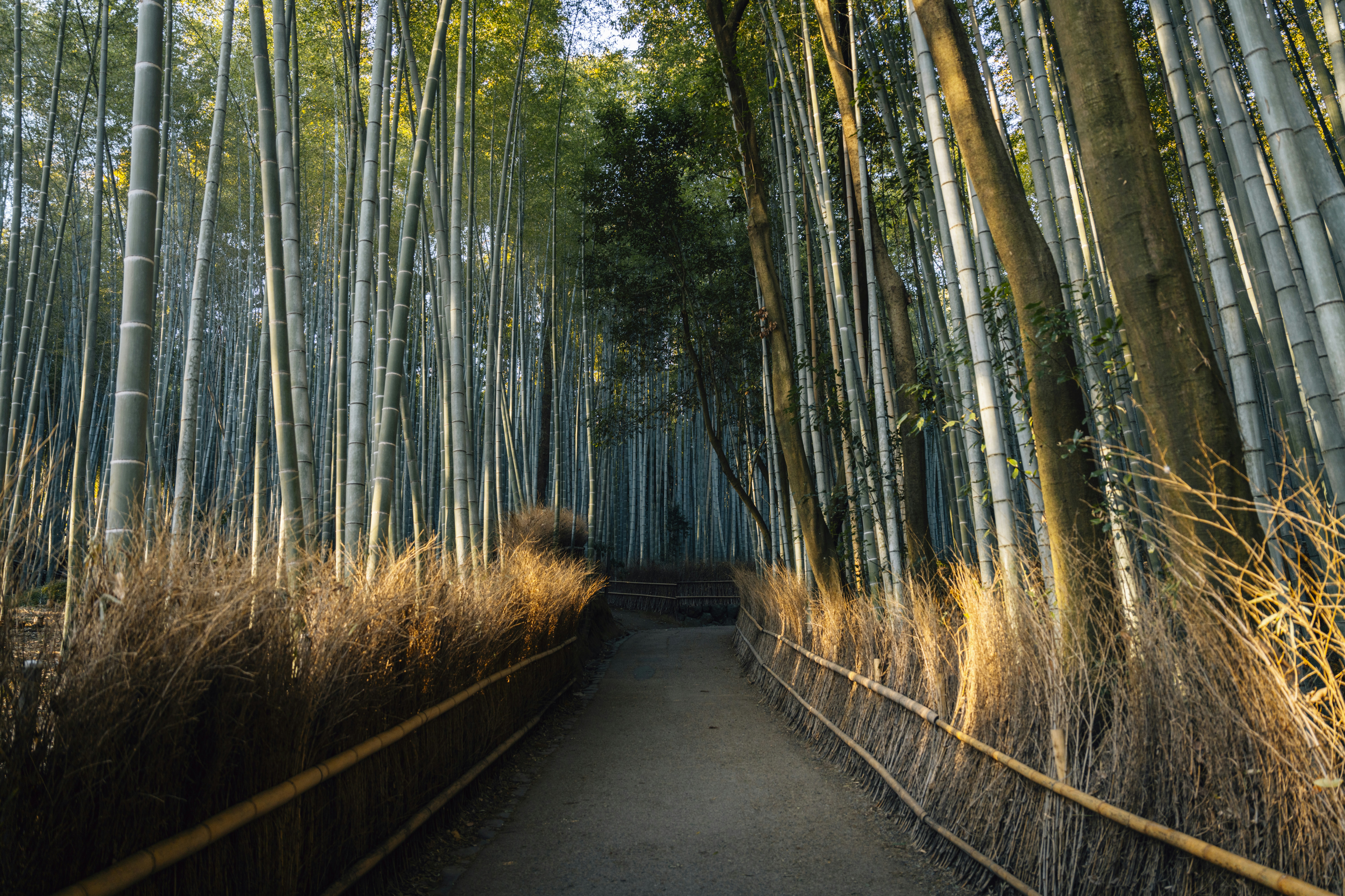A path through a dense bamboo forest with sunlight.