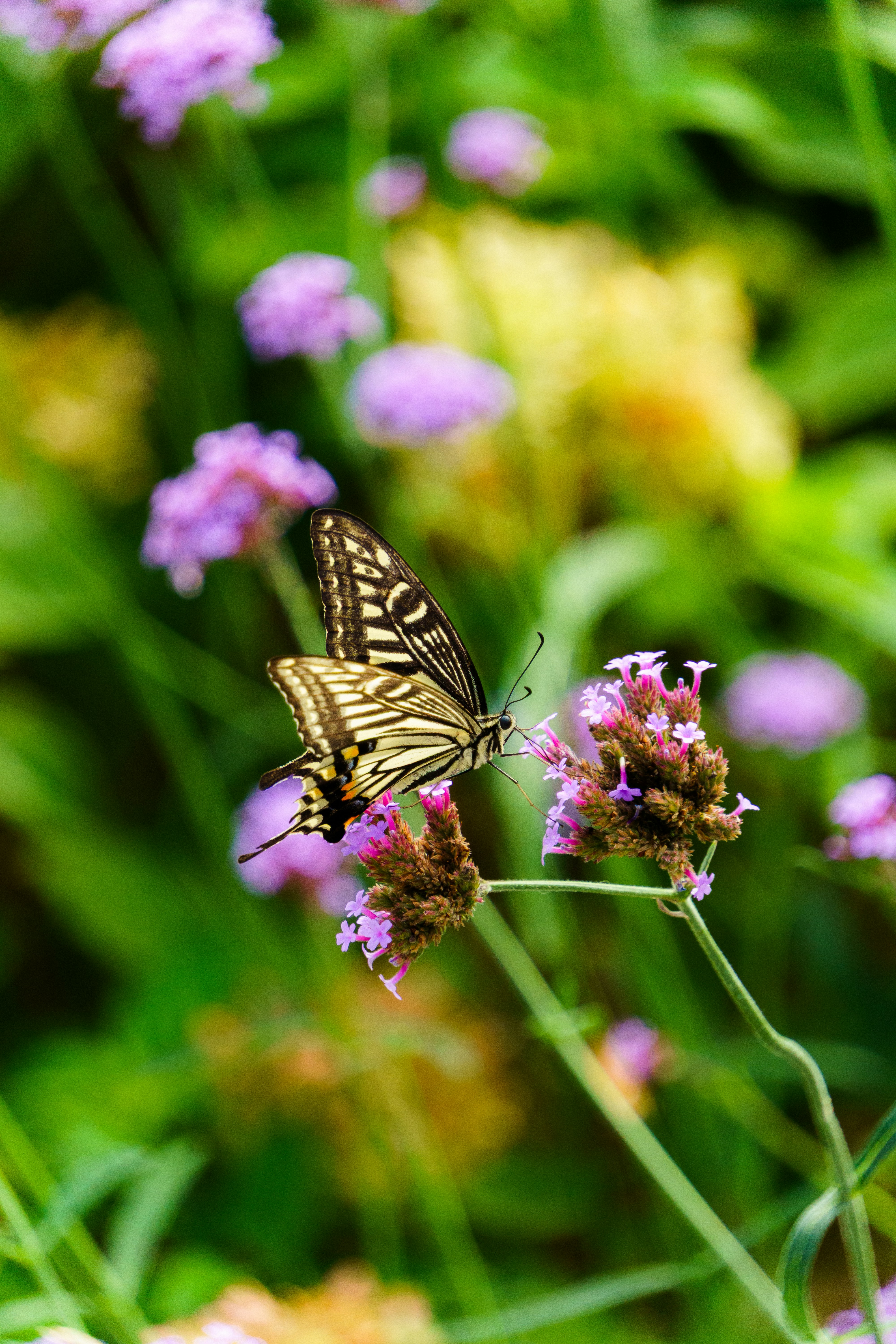 Photo by whereiskylenow