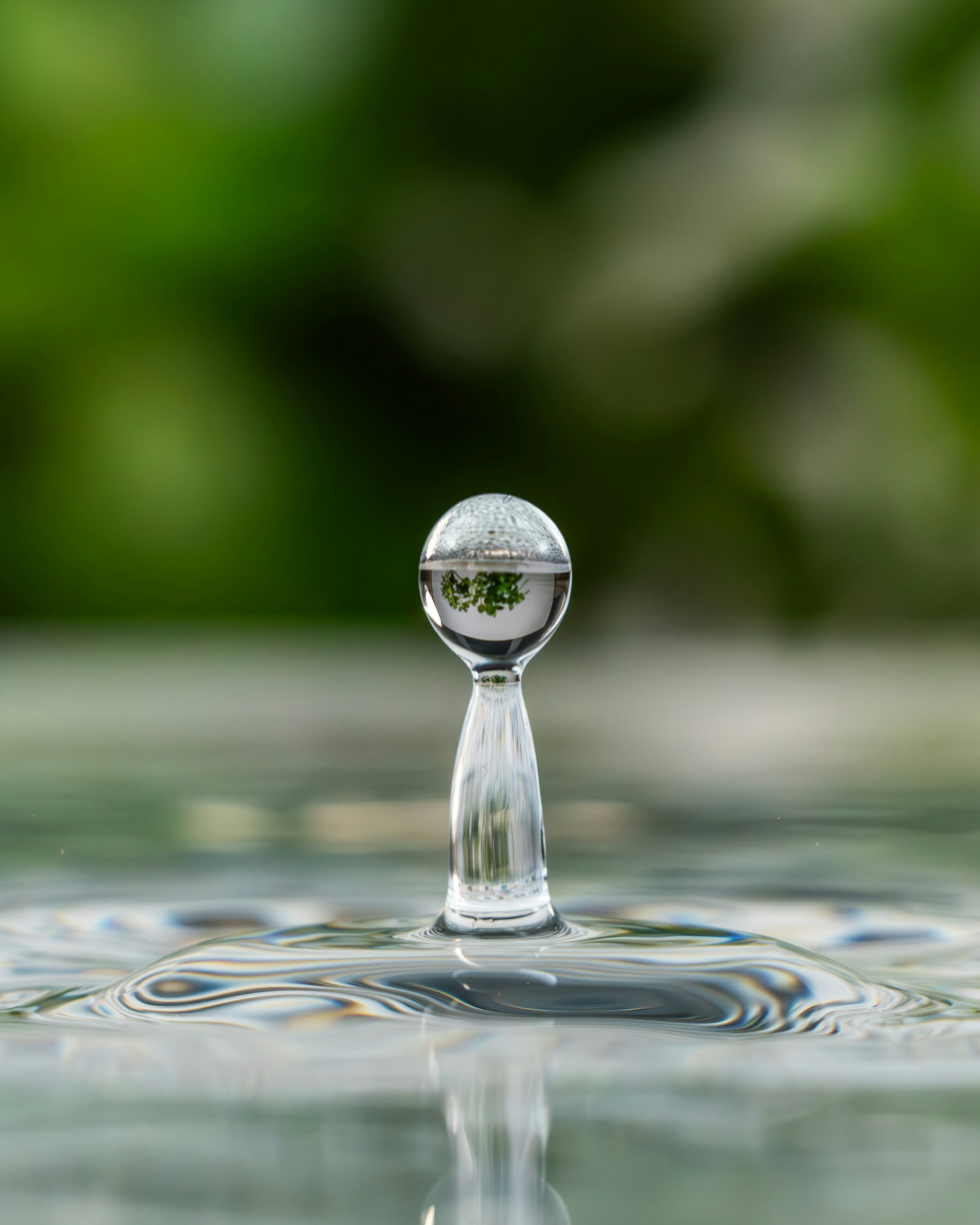 Water droplet reflecting green foliage and trees.