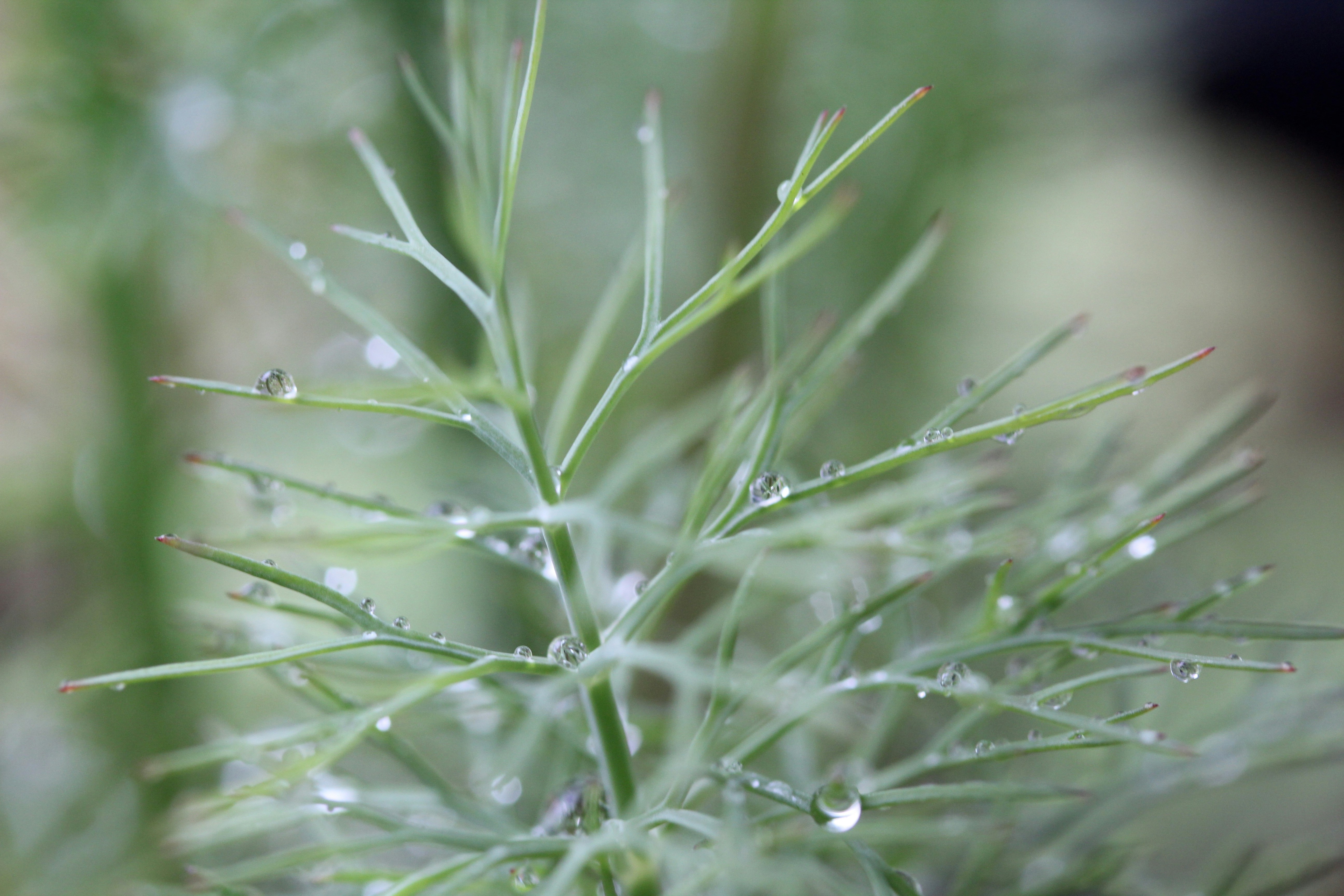 Photo by leafdewlens